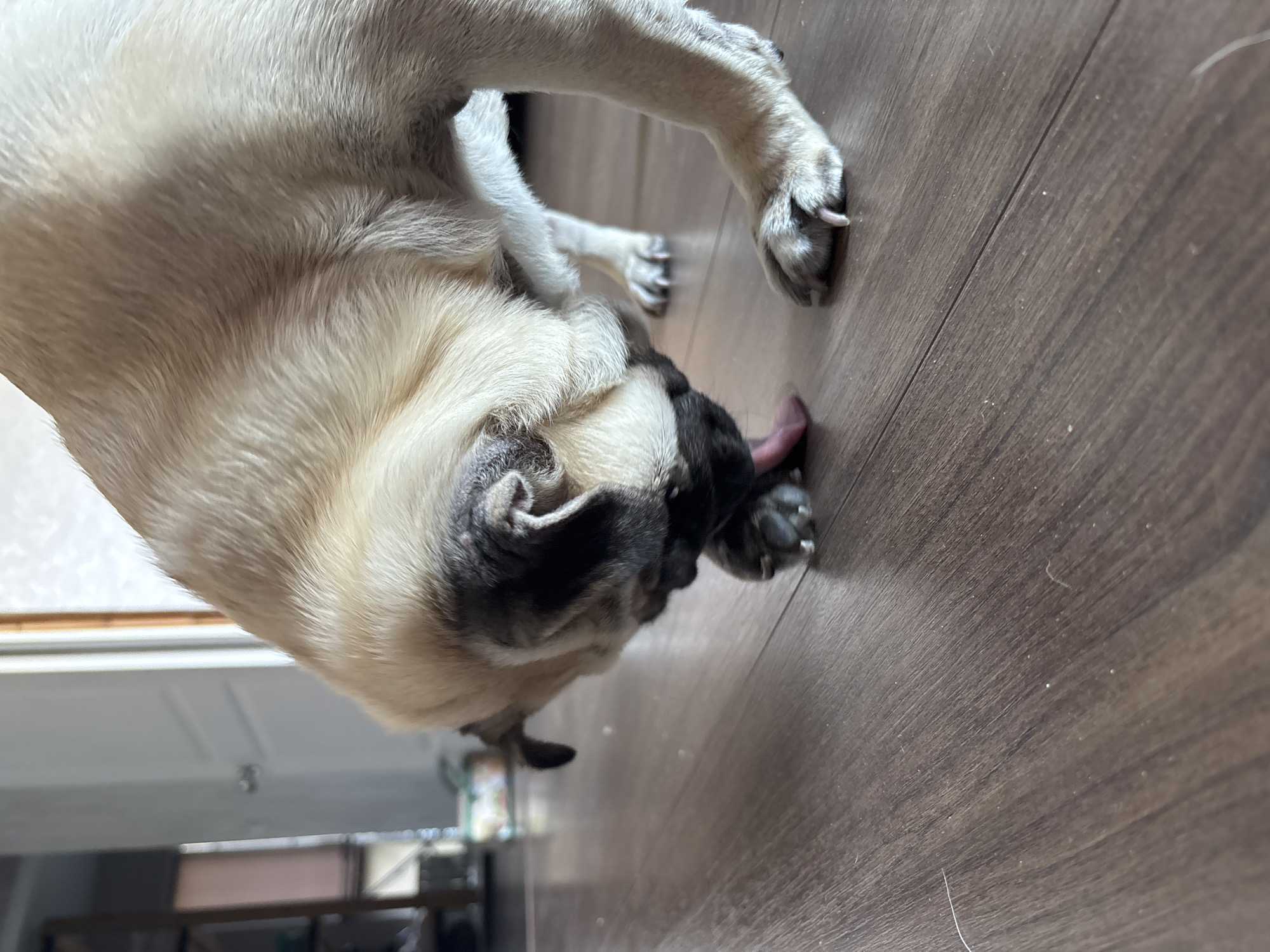 A fawn-colored pug dog is captured in a close-up shot, licking its paw on a dark brown wooden floor. The dog's head is angled downwards, with its tongue extended to reach its paw. Its fur appears soft and short. In the background, a white door with a vertical panel and a light fixture are visible, along with a blurred shelf unit. The lighting suggests an indoor setting, possibly a home. The image does not provide any information to determine its location in the city of Sochi, Russia.