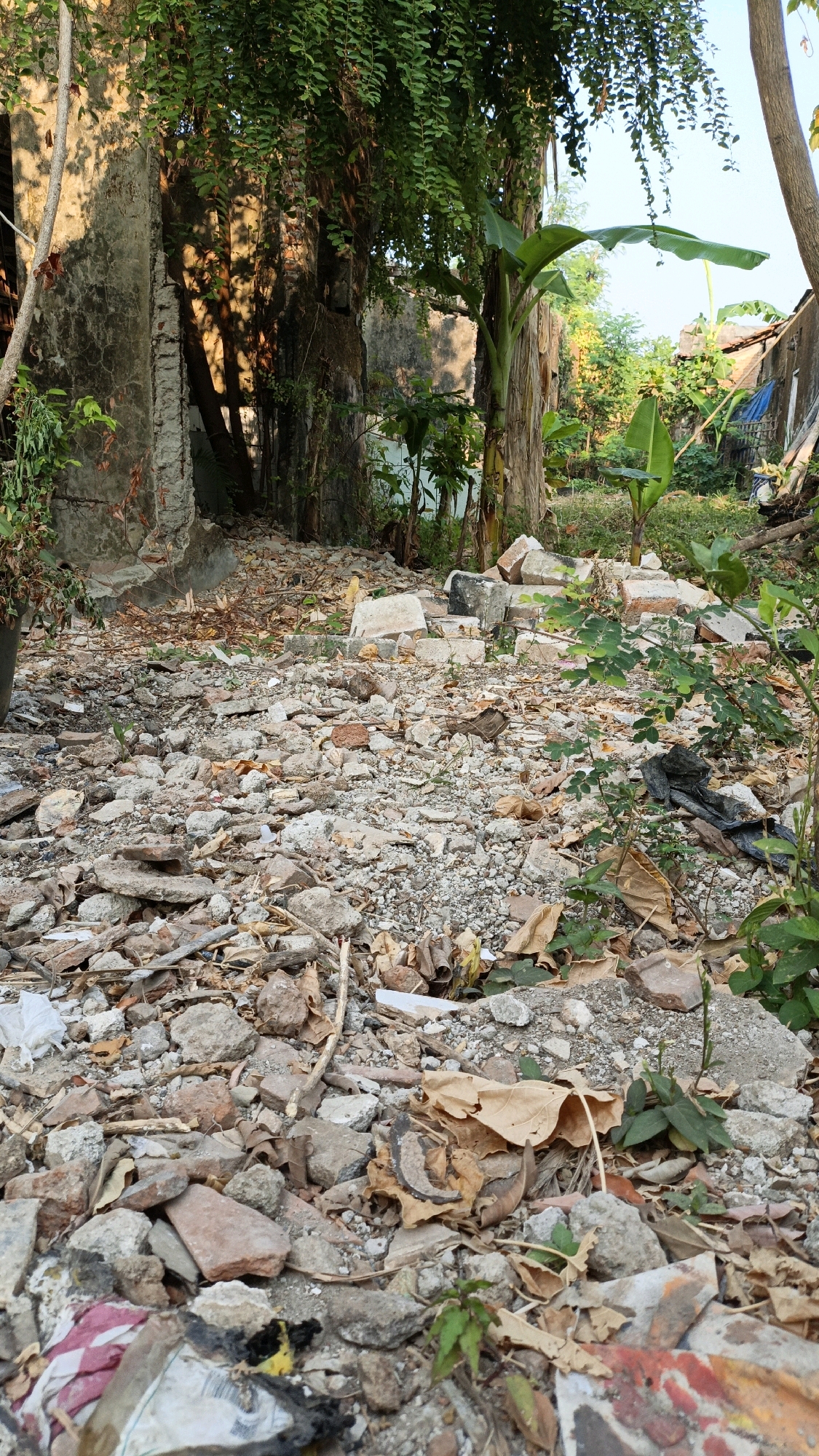 The image depicts a scene of disarray in what appears to be an abandoned or partially demolished building site in Cikal, Indonesia. The foreground is littered with a substantial amount of debris, including broken bricks, concrete fragments, stones, dry leaves, and plastic refuse. Several small green plants are growing through the rubble, indicating the passage of time and nature's reclamation.
In the mid-ground, the remnants of a weathered, possibly concrete structure are visible, with exposed brickwork and openings suggesting a dilapidated state. Lush green foliage, including large banana leaves and vines, cascades over and around these structures, softening the harshness of the decay. The sunlight filters through the leaves, casting dappled shadows on the walls and ground, creating a textured visual effect.
In the background, more greenery is apparent, along with hints of other buildings with corrugated roofs, suggesting a residential or semi-urban environment. The overall impression is one of neglect and abandonment, with the natural elements of plants and sunlight interacting with the man-made debris. No people are visible in the scene.