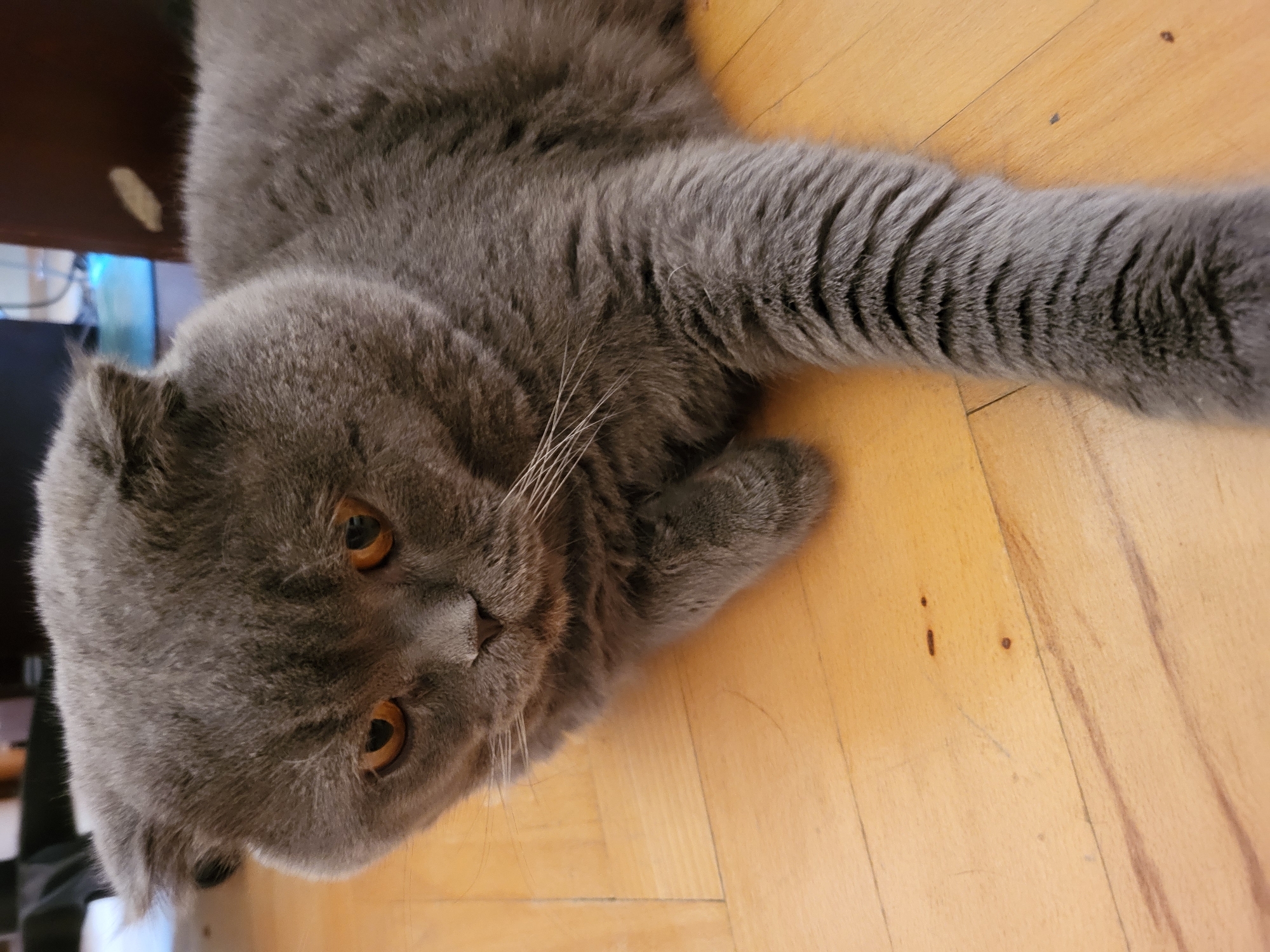The media file shows a close-up, slightly angled shot of a grey British Shorthair cat lying on a wooden floor. The cat is facing the camera, with its head tilted slightly. Its fur is thick and appears soft. The cat has large, round, amber-colored eyes and prominent white whiskers. One of its front paws is extended towards the right side of the frame, showing its fuzzy underside and subtle banding on the fur. The wooden floor has a light, warm tone with visible grain and appears to have a few small dark spots or marks on its surface. The background is partially visible, showing a dark surface on the left, possibly furniture, with some blurry blue and white light emanating from behind it, suggesting it might be a computer monitor or electronic device. The lighting appears to be indoor ambient light, casting soft shadows. The cat's expression seems calm and relaxed. No text is visible in the image.