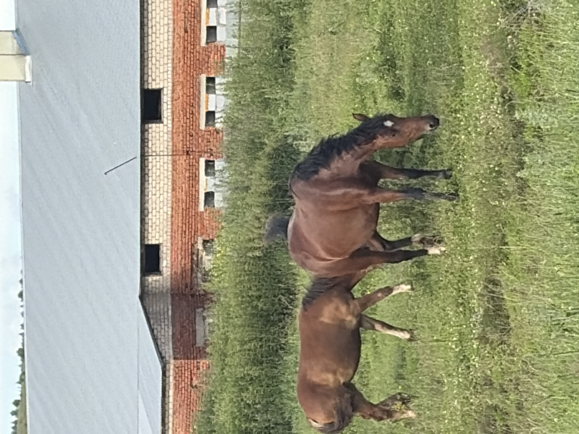 Two horses graze in a field of green grass and white wildflowers. In the background, a long, red brick building with a light gray metal roof stands under a cloudy sky. The building has several windows with light gray frames. The horse on the left is a lighter brown and appears to be a foal, facing left with its head down grazing. The horse on the right is a darker brown with a black mane and a white marking on its forehead, facing right with its head down grazing. The scene appears to be a rural setting, possibly a farm or stable, in the village of Vanki, Russia.