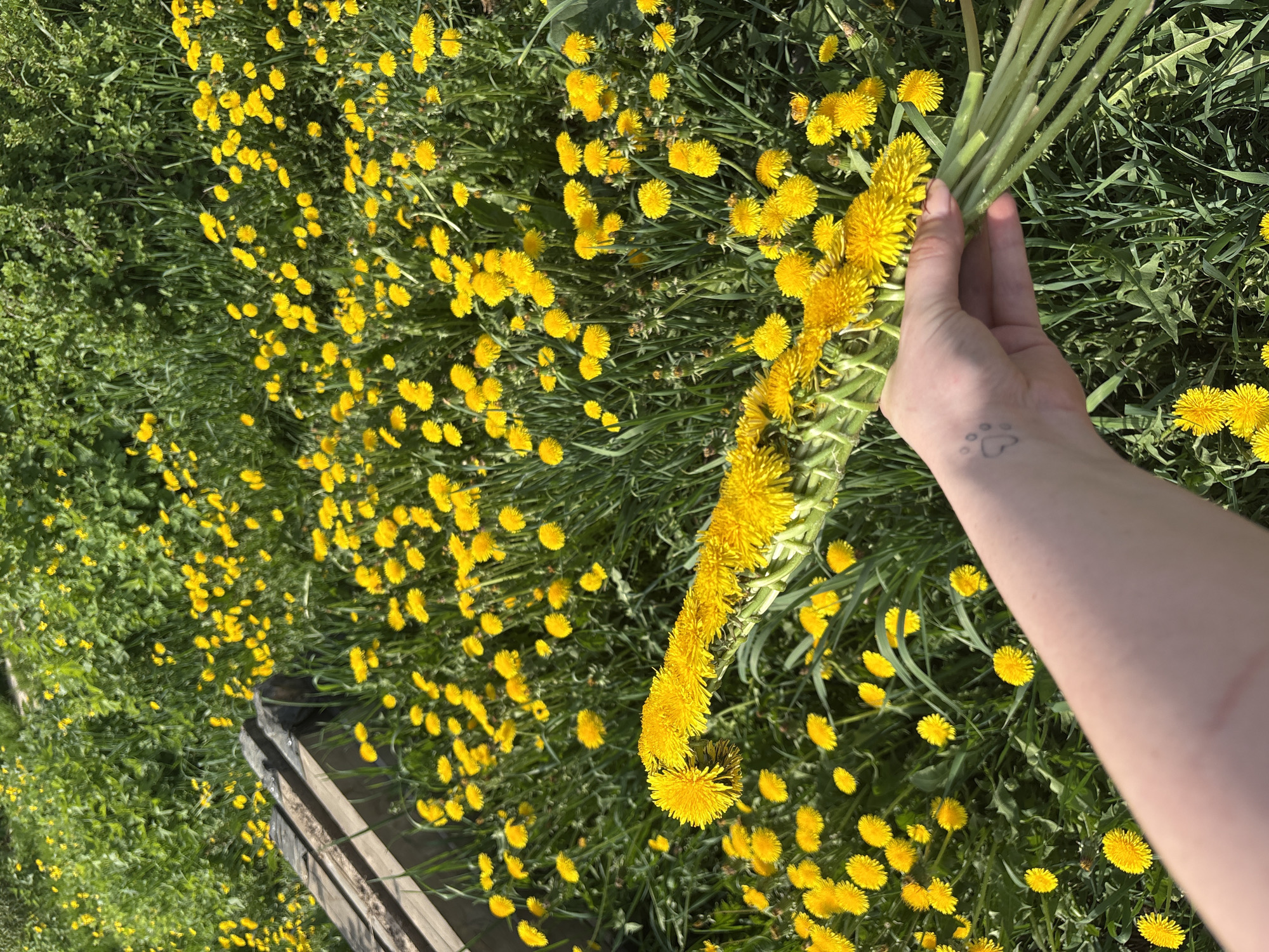 The image shows a field of dandelions in Lukintsy, Russia. A fair-skinned arm with a small paw-print tattoo on the wrist is holding a large bouquet of dandelions. A section of a wooden structure is visible in the bottom left corner of the image. The environment is grassy and sunny.