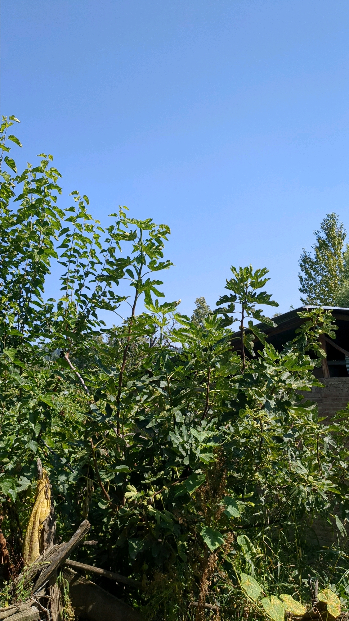 The image shows a clear blue sky above a dense cluster of green leafy trees. In the background, a portion of a building with a dark roof and brick walls is visible. The building appears to be a house or a similar structure. There is also a tall, slender tree with light green foliage to the right of the building. In the foreground, there are wooden debris and some dried vegetation. The overall scene suggests an outdoor setting, possibly a rural or semi-rural area. There are no people visible in the image. The location is identified as Bichewari, India.