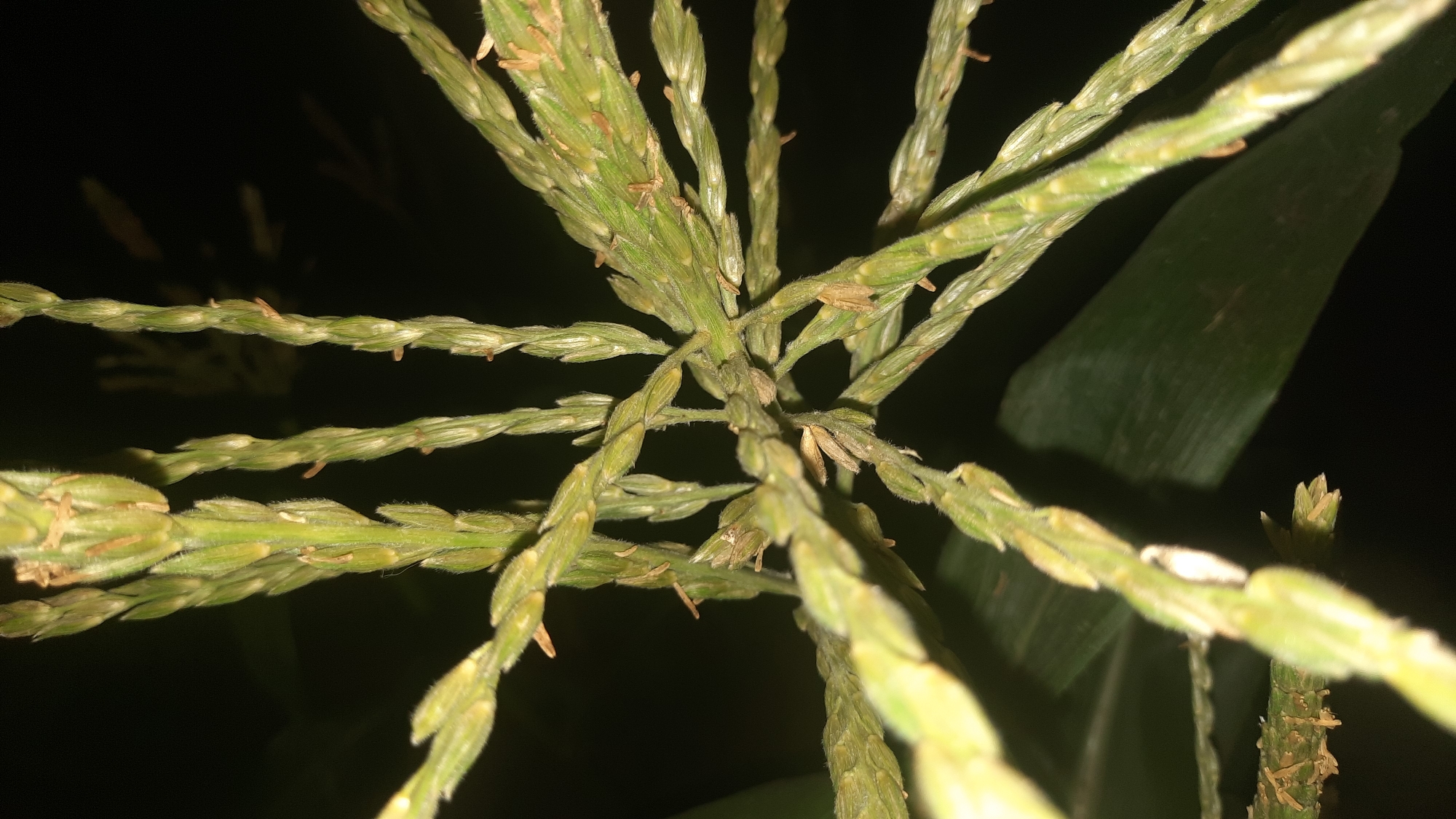 A close-up, overhead shot captures the tassels of a corn plant at night. The tassels are composed of numerous small, green, spike-like structures that extend outwards from a central stem. Some of these structures have small, brown, hair-like filaments. The background is dark and blurred, suggesting a natural outdoor environment. The image is detailed and sharp, focusing on the intricate structures of the plant.