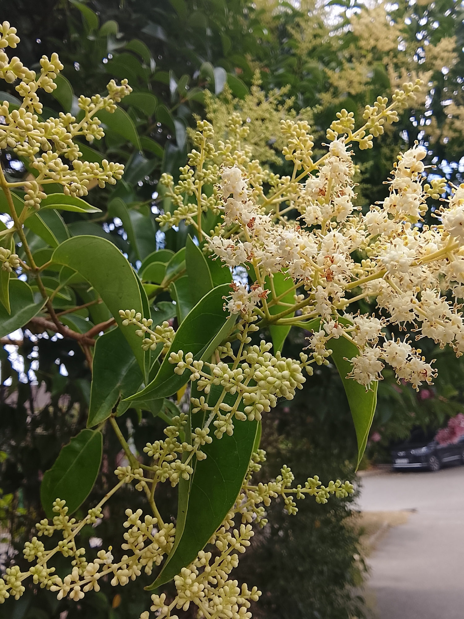This is a close-up, eye-level, vertical shot of a flowering tree branch with small, pale yellow to white blossoms and immature buds. The foliage is lush and dark green. In the background, out of focus, a blurred street with a black car is visible, suggesting an urban or suburban setting. The image does not contain any people. The location within the city of Oryol-Izumrud, Russia is not discernible from the visual information provided.
