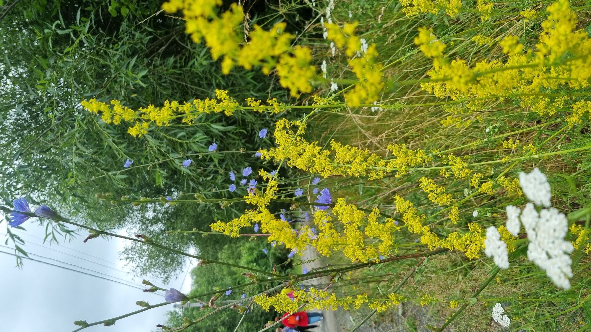In Vyshka, Ukraine, a narrow path runs beside a dense thicket of green foliage. Tall stalks of yellow wildflowers dominate the foreground, their delicate blooms creating a vibrant display against the backdrop of lush vegetation. A few blue wildflowers, possibly chicory, are interspersed among the yellow ones, adding a touch of contrasting color. In the background, two people walk along the path, their figures blurred by the distance. A cloudy sky hangs overhead, casting a soft light on the scene. The overall impression is one of natural beauty and tranquility, with the wildflowers adding a cheerful touch to the landscape.