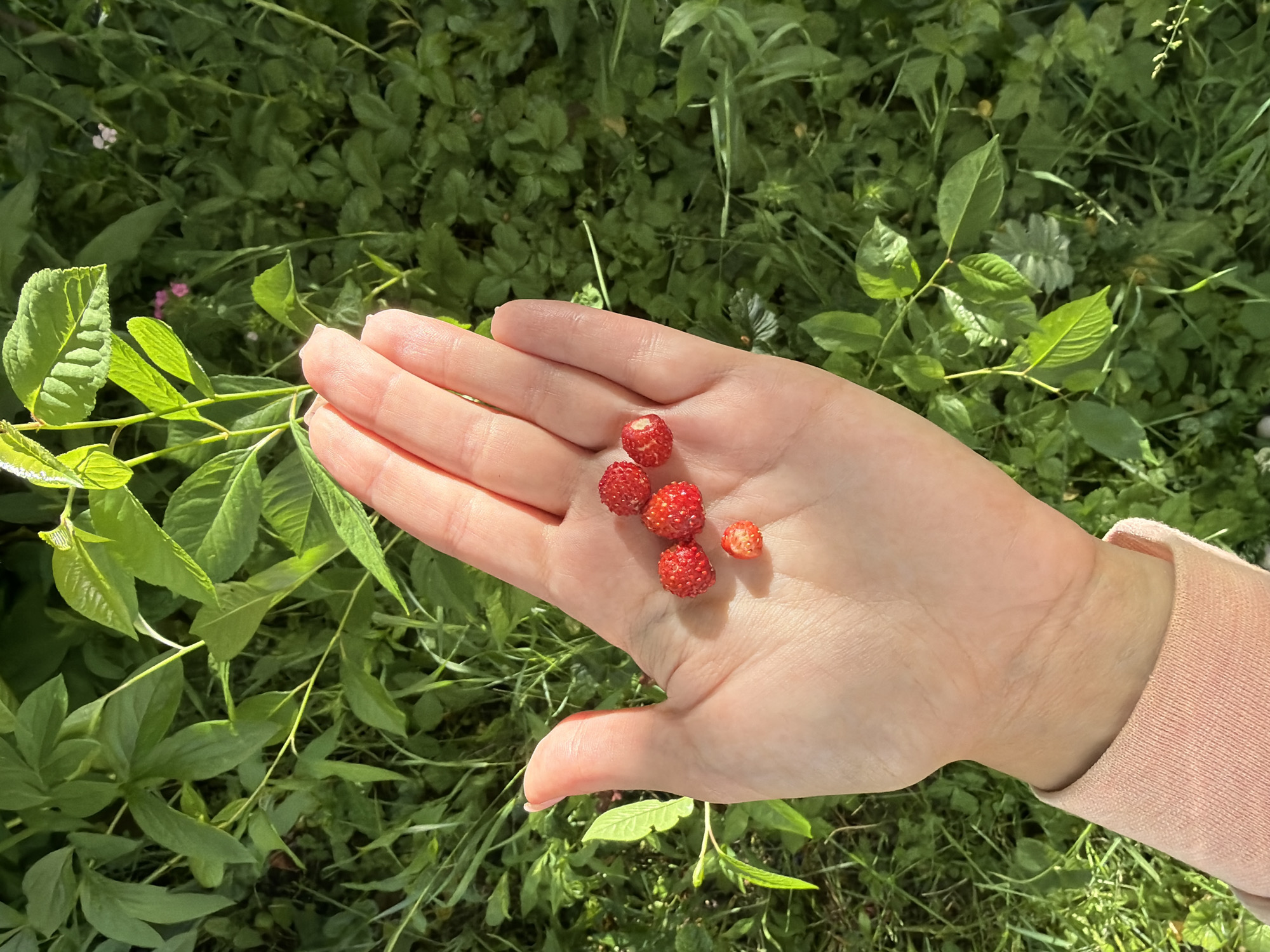 A person's open, left hand is held in the foreground, palm up. Six small, red wild strawberries are clustered in the center of the palm. The hand is positioned over a dense, green background of foliage, suggesting an outdoor environment. The image captures a moment of collecting wild berries in a natural setting. The location is identified as Satino-Russkoe, Russia.