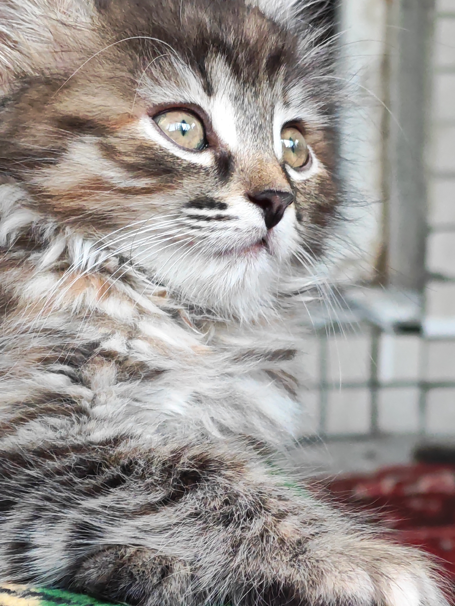 A close-up, outdoor photograph shows the head and chest of a fluffy kitten. The kitten has a tabby coat with brown, grey, and white markings. Its large, golden eyes are wide and looking to the right. The kitten's fur is long and appears soft. The background is blurred, showing what appears to be a brick wall and possibly a rug with a red pattern. There is no visible indication of the city of Tolyatti, Russia.