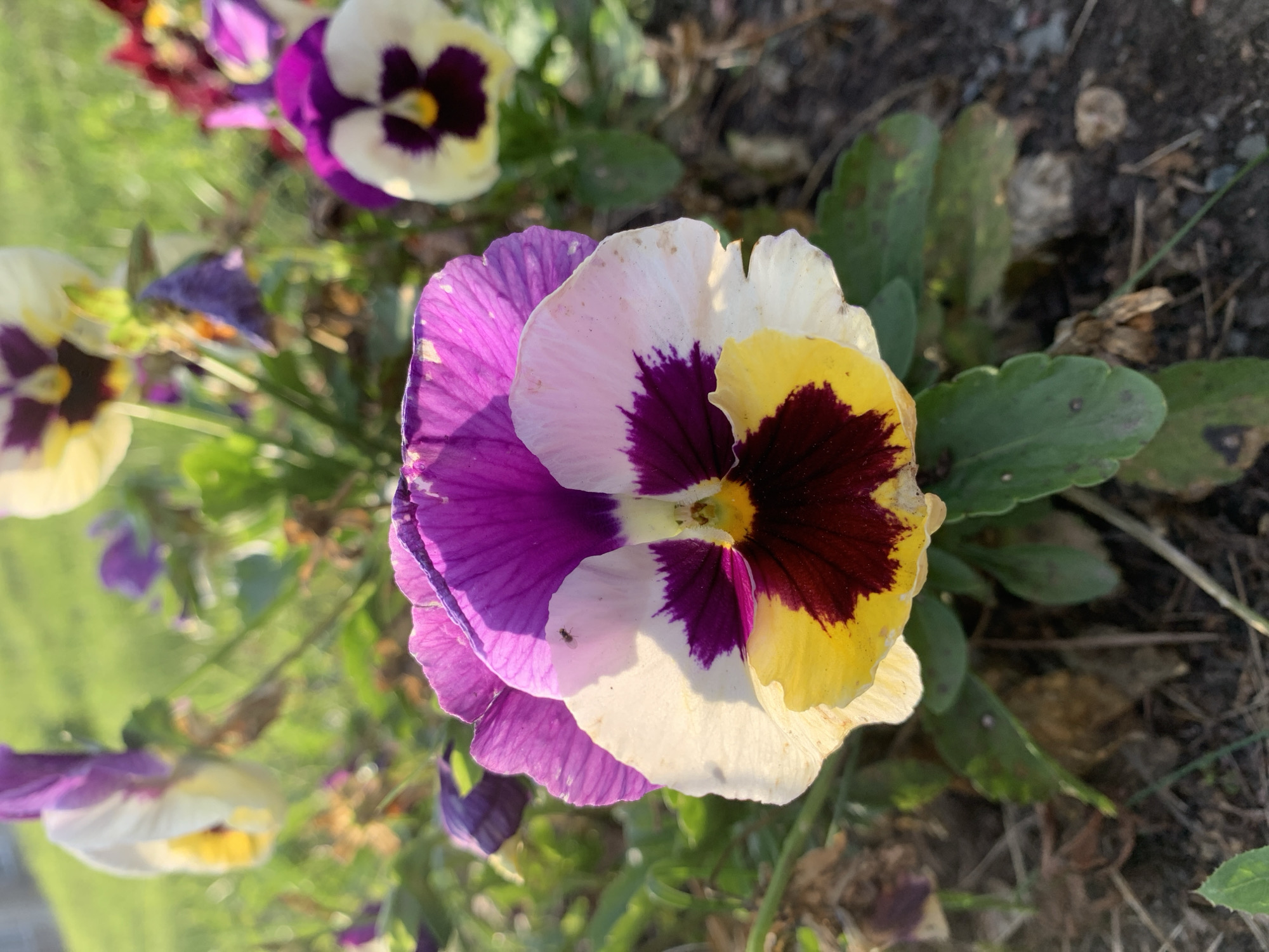 A close-up, eye-level, outdoor shot captures a vibrant pansy flower in focus, its petals displaying a striking gradient of purple, white, and yellow, with a dark maroon center. The flower is positioned centrally and occupies the majority of the frame. In the background, other pansies of similar coloration are visible, some in focus and others blurred, nestled amongst green foliage and dark soil. The lighting suggests it is daytime, with sunlight casting shadows and highlighting the textures of the petals. There is no indication of a specific location within Prokopyevsk, Russia, as the environment appears to be a general garden or park setting. No people or animals are present in the image.