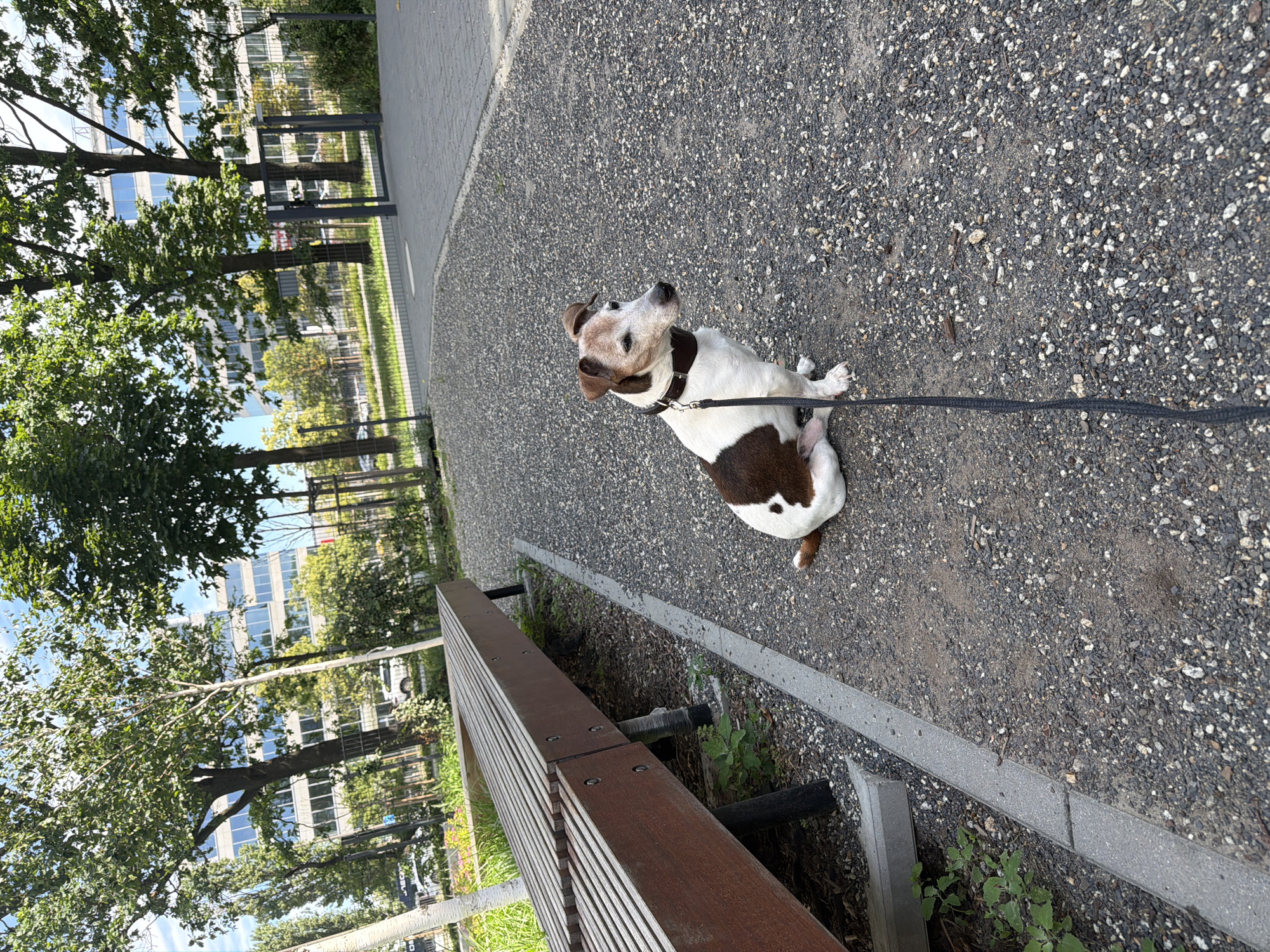 An outdoor scene captured at eye level on a sunny day. In the foreground, a medium-sized dog with white and brown fur sits on a gravel path, facing right. The dog is wearing a dark collar and is attached to a black leash that extends out of frame. To the left, a wooden bench with metal legs is positioned at an angle. The bench is situated next to a paved walkway. In the background, several mature trees with green foliage are visible, and behind them, a multi-story modern building with numerous windows stands. The environment appears to be a park or an urban green space.