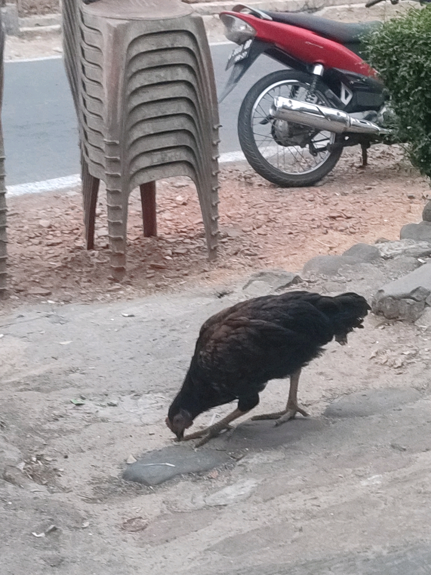 A black chicken is foraging on the ground in front of a stack of plastic chairs and a red motorcycle parked near a green bush. The ground appears to be dirt and small stones. A paved road with a white line is visible behind the chairs. The scene is outdoors, likely in a residential area or public space in Karangtuang, Indonesia.