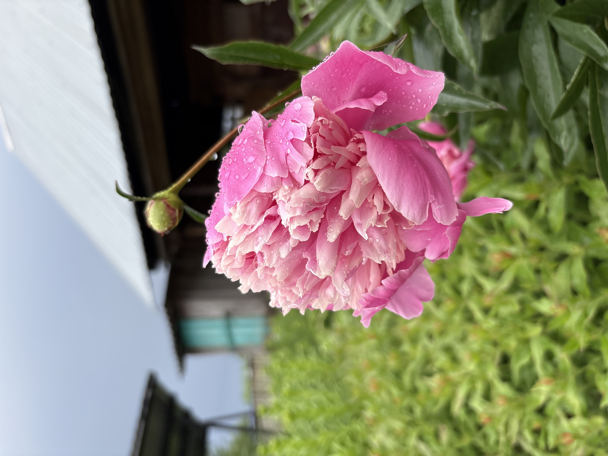 A close-up, side-view, eye-level shot features a fully bloomed pink peony flower adorned with numerous water droplets. To the left and behind the flower, a dense, out-of-focus green bush fills the mid-ground. In the background, a rustic, weathered wooden building with a corrugated metal roof and a turquoise door is visible. The sky is overcast and gray. The image depicts a scene in Yayva, Russia.