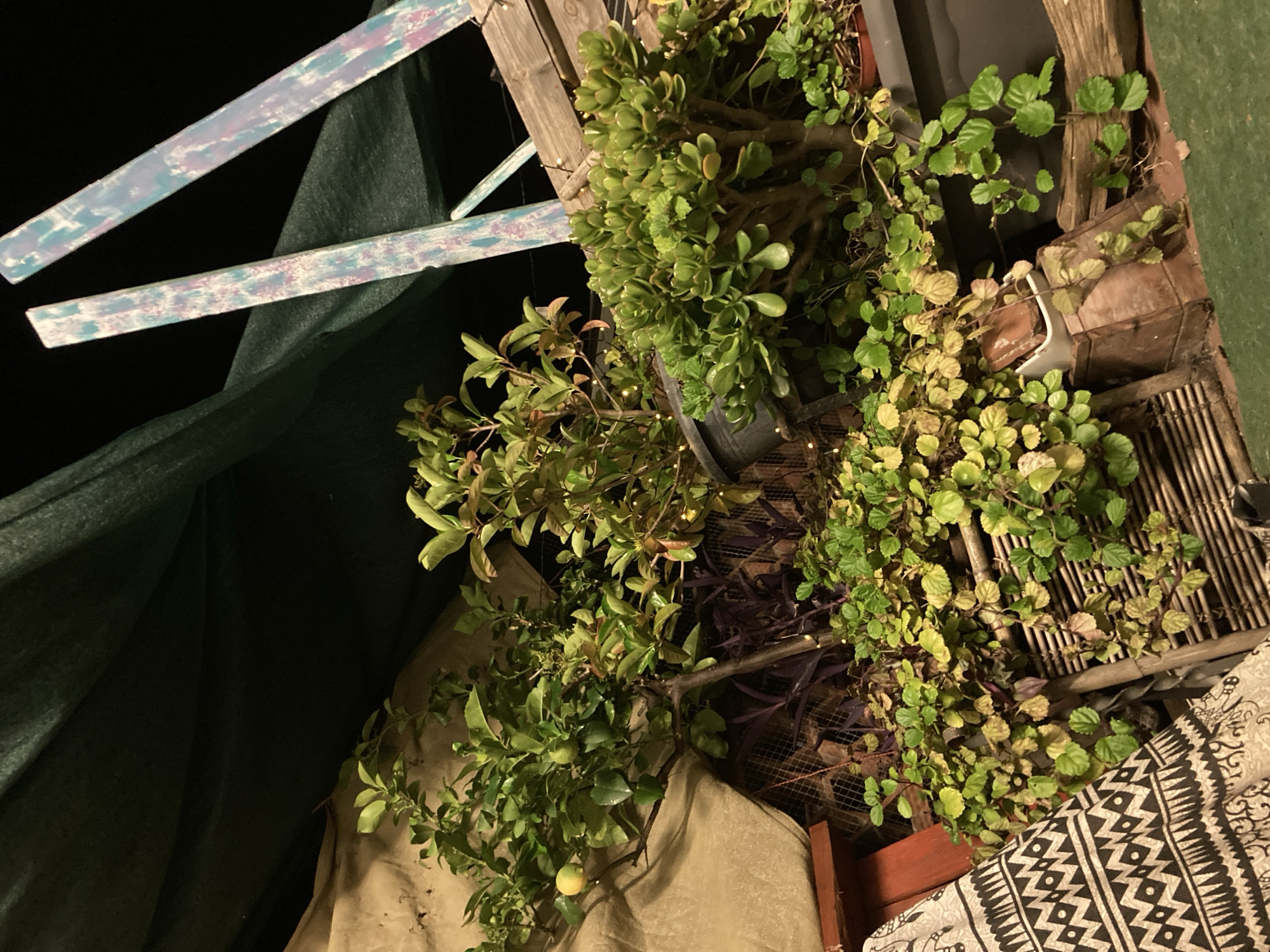 An outdoor patio area at night, potentially in Sabadell, Spain, is shown. A dark green tarp or netting is draped above and behind several potted plants. In the foreground, a patterned textile, possibly a cushion or throw, with a black and white geometric design rests on a red wooden surface. To the right of the textile, a collection of plants is visible. One plant is a small tree with green leaves and what appears to be a yellow fruit. Adjacent to it is a jade plant with thick, succulent green leaves. Another plant with smaller, rounder green leaves spills over a woven bamboo screen in the middle ground. The background features dark foliage and what looks like a wire mesh fence. Two diagonally oriented, painted wooden beams with streaks of light blue, pink, and white are visible at the top right of the image. Small, yellow fairy lights are strung throughout the plants, casting a warm glow on the scene. The overall lighting is dim, suggesting nighttime conditions.