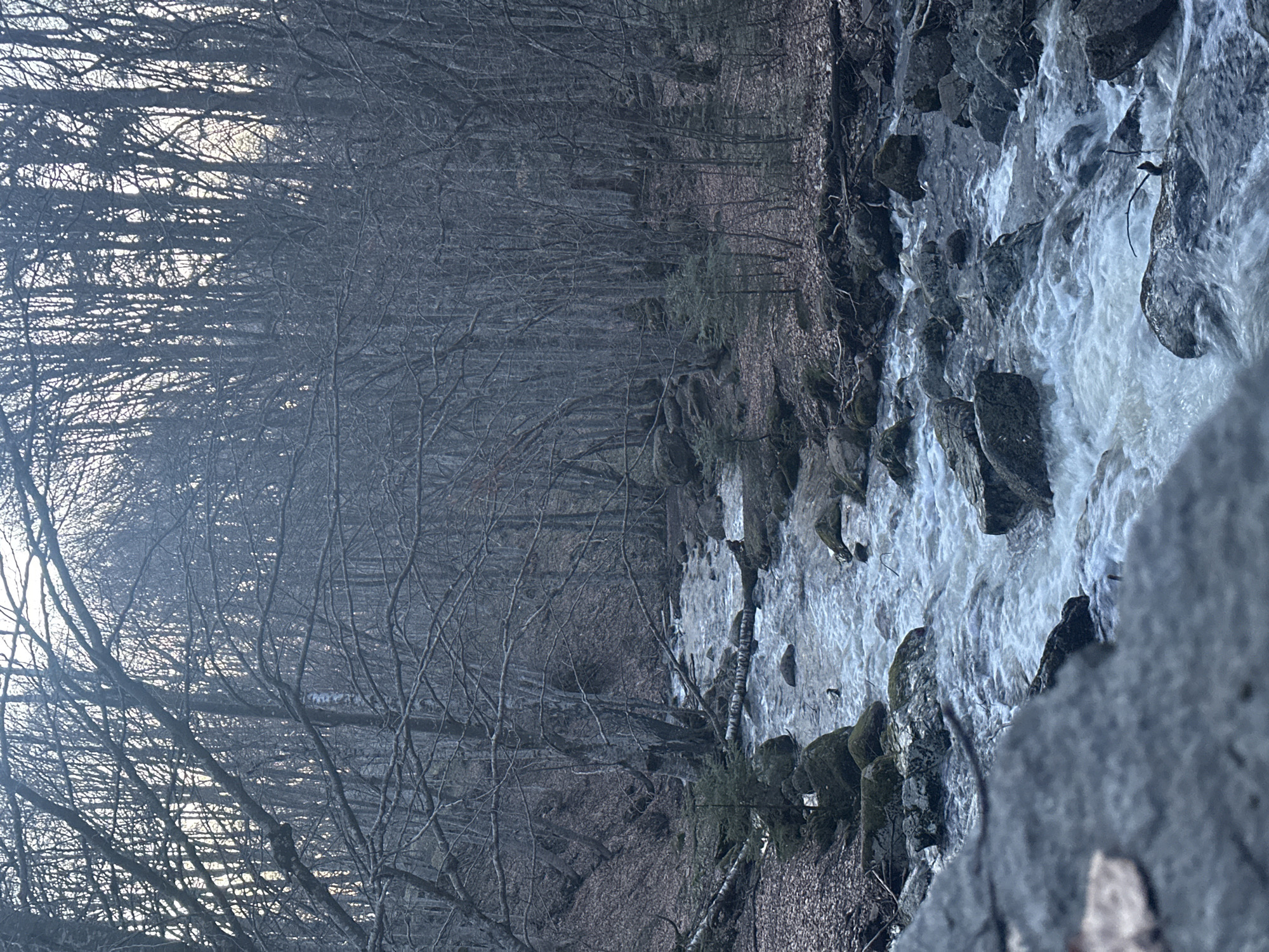 The image depicts a stream flowing through a wooded area, likely taken in winter or early spring due to the bare trees. The stream is turbulent with white water, flowing over rocks. The forest on the left side of the stream is dense with bare trees and a thick layer of leaves on the ground. Rocks and fallen leaves line the stream bank. The image is slightly tilted to the right. I do not see enough information to identify a specific location in Sofia, Bulgaria.