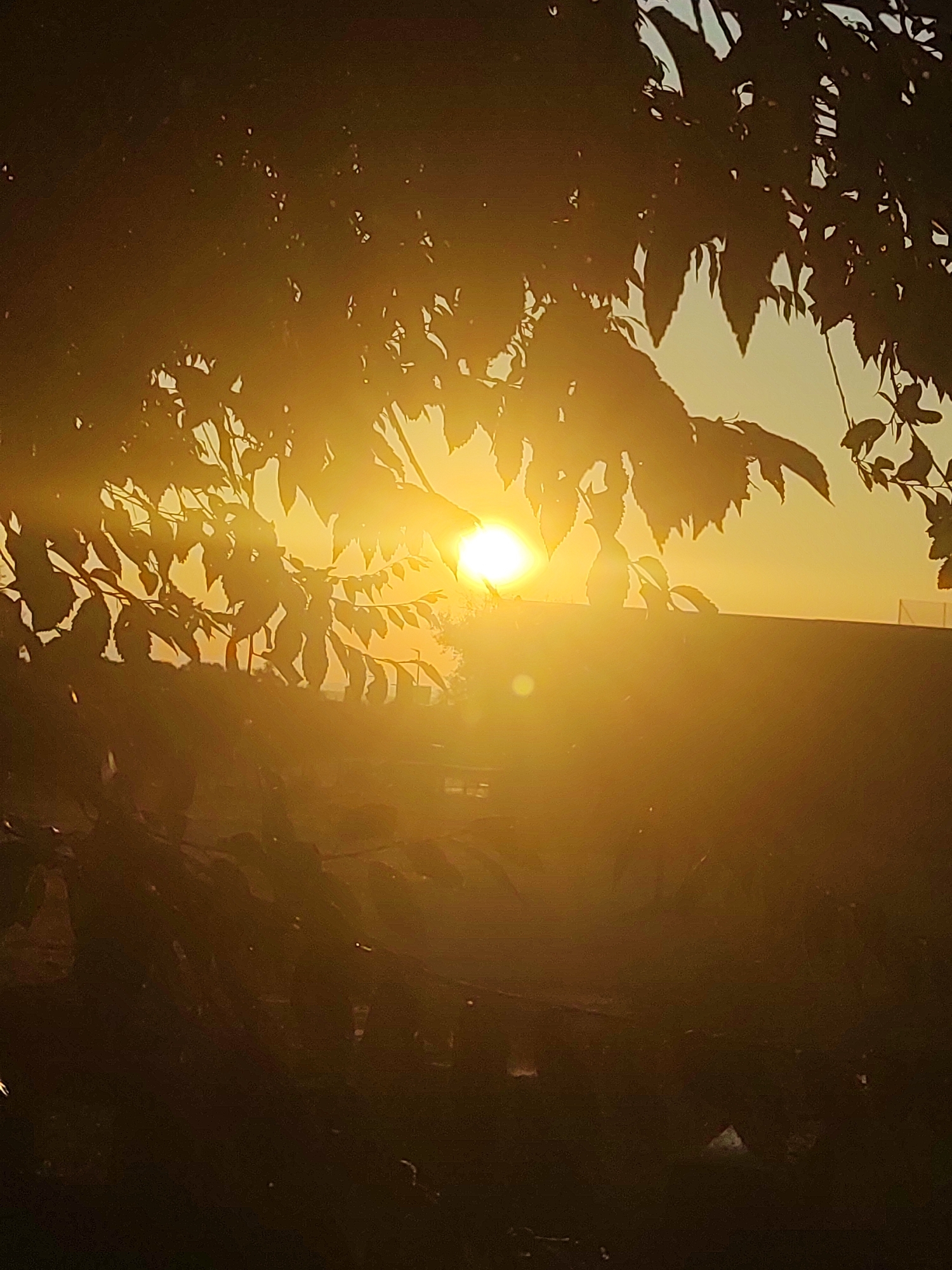 The image depicts a sunset, viewed through the branches and leaves of a tree, casting a warm, golden glow across the scene. The sun is a bright, prominent orb in the center-left of the frame, its rays fanning out and creating lens flares. The foliage is silhouetted against the bright sky, with some leaves appearing translucent due to the backlighting. In the background, a dark, horizontal structure, possibly a wall or fence, is visible. Beyond that, the sky transitions to a lighter hue. The overall impression is one of a tranquil, natural setting at the end of the day. The scene is not specific to any particular location within the city of Sobradillo, Spain, and provides no information about people or specific actions.