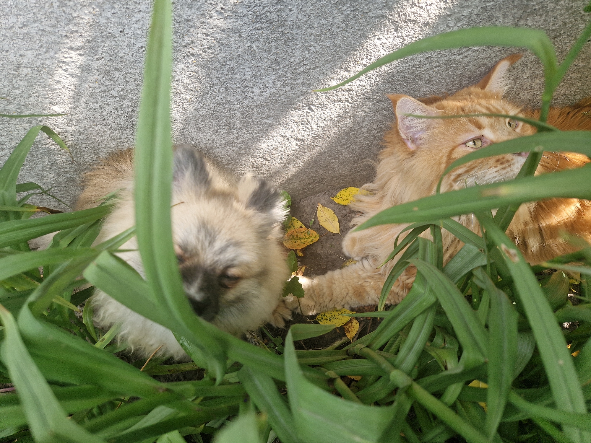 Two cats are lying on the ground next to a concrete wall. The cat on the left is a light brown and grey fluffy cat, and it is mostly hidden by tall green grass. Its face is visible and it appears to be looking down. The cat on the right is a ginger cat with green eyes, and it is also partially obscured by the grass. Its head is turned to the right, and it is looking away from the camera. The ground is covered with dirt and some fallen yellow leaves. The scene appears to be outdoors, possibly in a garden or a yard. The time of day is likely daytime, as sunlight is casting shadows on the concrete wall. There are no people or any other animals visible in the image. The environment is natural and appears peaceful.