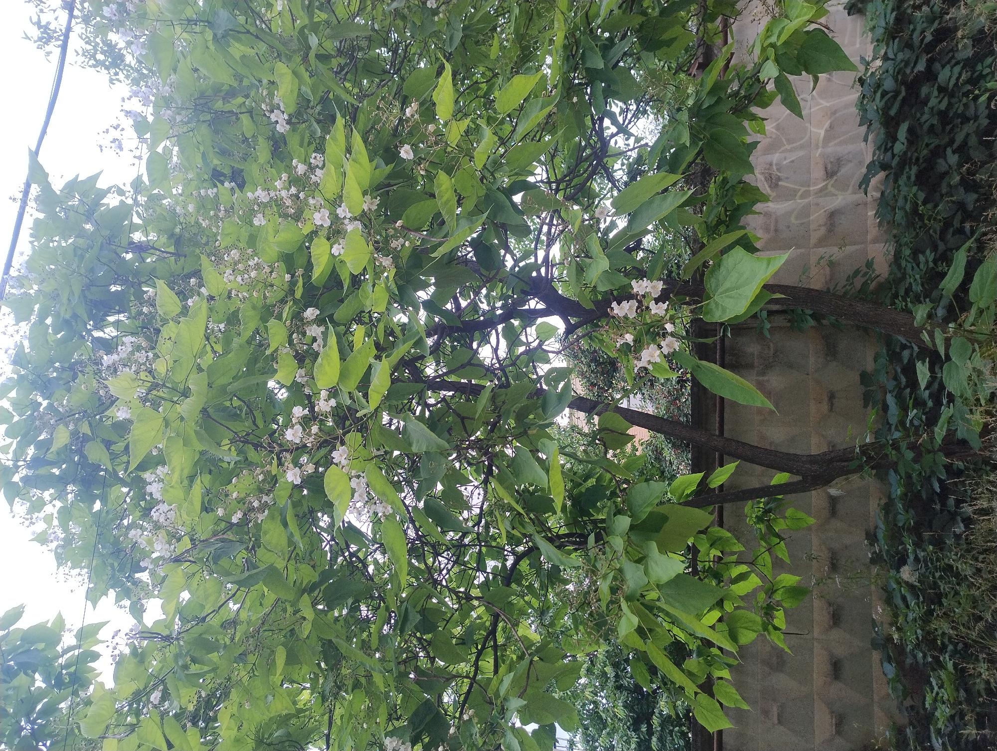 A medium shot captures a large tree with abundant green leaves and small white flowers, set against a muted, textured concrete wall. The tree's branches spread widely, forming a dense canopy that obscures much of the sky, which appears overcast. Beneath the tree, a thick carpet of green undergrowth, including various types of plants and grasses, covers the ground. The wall, constructed from rectangular concrete blocks with a rough, uneven surface, serves as a backdrop. The scene suggests a natural setting within an urban or suburban environment, possibly a backyard or a park, given the presence of the wall. No people or animals are visible in the frame.