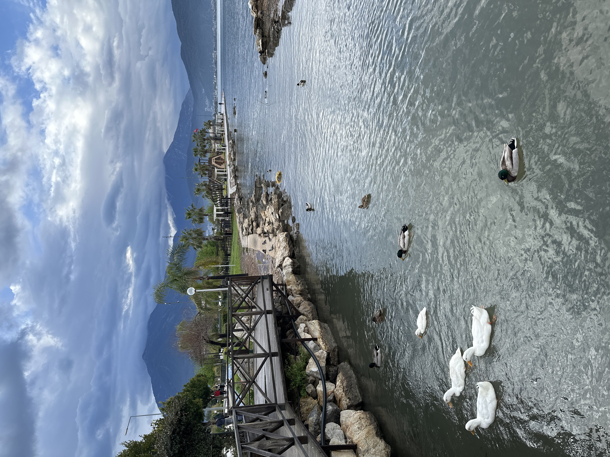 The image depicts a scenic view in Fethiye, Turkey. The foreground features a wooden bridge spanning a waterway populated with ducks of varying species, including mallards and white domestic ducks. The waterway is bordered by rocks and vegetation. In the middle ground, a park-like area with palm trees, buildings, and people is visible, leading towards a body of water. Mountains dominate the background under a cloudy sky. The image is oriented in portrait mode, with the sky taking up a significant portion of the frame.