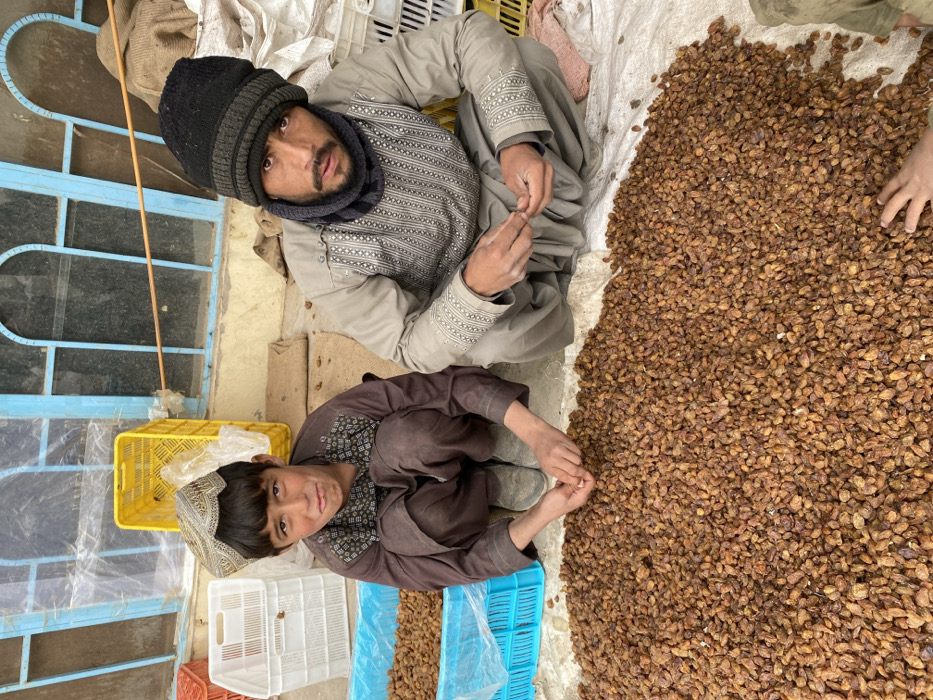 This image, set in Kandahar, Afghanistan, depicts an outdoor scene with two individuals and a substantial quantity of dried fruit. An adult male, positioned on the right, crouches while wearing a light grey embroidered tunic, a black knitted beanie, and a dark neck gaiter. He holds a single piece of dried fruit in his right hand and looks directly at the camera. To his left, a boy in a brown patterned tunic and a light-colored traditional cap crouches, also looking towards the camera with a slightly unsettled expression.
A large pile of light brown dried fruit covers a white tarp spread across the ground in the foreground. To the left, a blue plastic crate holds additional dried fruit, situated next to a white plastic crate. The background features a light brown wall with a prominent blue-framed window distinguished by arched tops. A yellow plastic crate and several light-colored sacks are visible behind the individuals. A third, partially visible hand reaches into the main pile of dried fruit from the bottom right corner of the frame.
