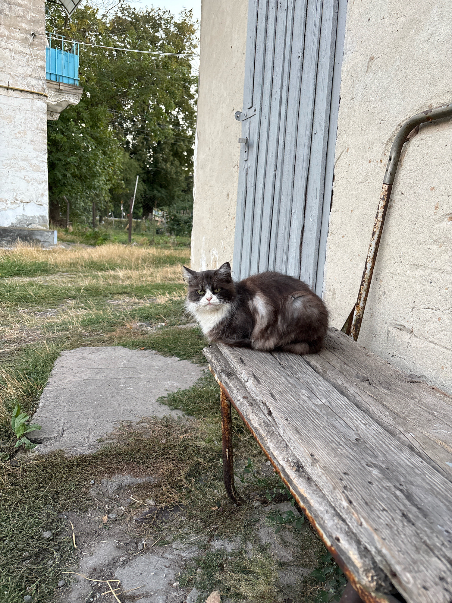 A medium-haired, grey and white cat is curled up on a weathered wooden bench outside a building. The bench has rusted metal legs. Behind the bench, a light-colored wall meets a weathered, light-blue wooden door. To the left of the door, a balcony with a blue railing is visible against a backdrop of trees and dry grass. The scene appears to be in a somewhat neglected outdoor urban environment, possibly in the city of Lanivtsi, Ukraine. The cat is the primary subject, facing slightly to the left with a neutral expression. The overall lighting suggests it is daytime, likely late afternoon or early evening due to the soft light.