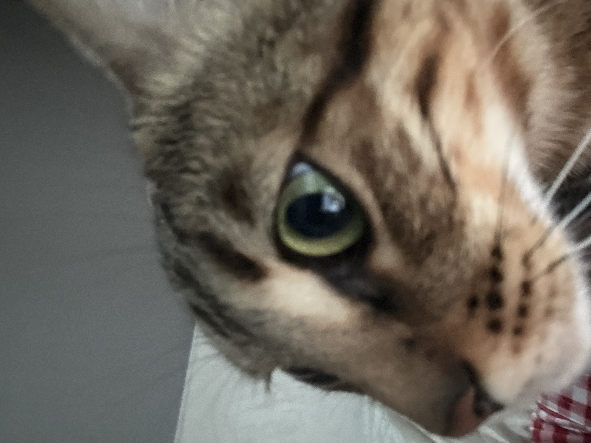 A close-up view of a brown tabby cat's head, with focus on its green eye, fur patterns, whiskers, and the pink tip of its nose. Part of a red and white checkered object is visible in the lower right corner. The location in Votkinsk, Russia, is unknown, the context of the image does not hint at a location.