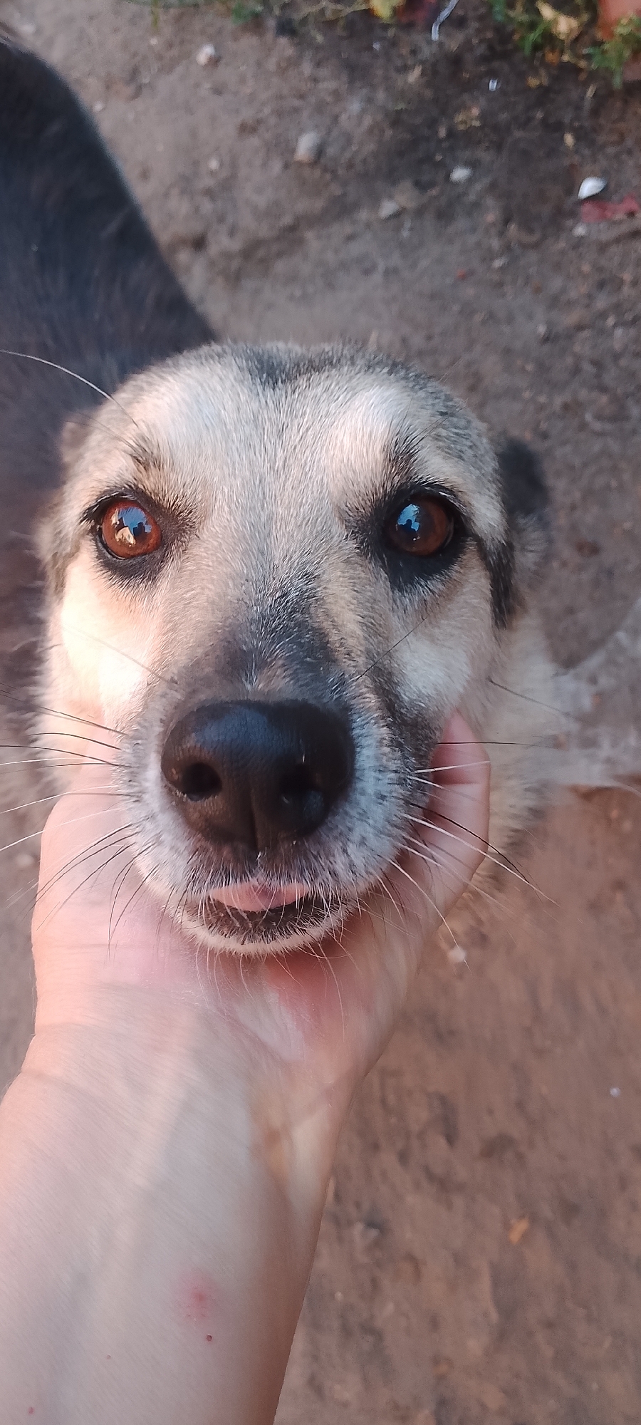 In Belgorod, Russia, a close-up, eye-level, vertical shot captures a dog's face being gently supported by a human hand. The dog, appearing to be a medium-sized breed with gray and tan fur, is looking directly at the camera with its tongue slightly protruding. Its eyes are a warm brown, reflecting the surrounding environment. The human hand, pale and with visible veins, is cupping the dog's chin and muzzle. The background consists of dry, dusty ground with scattered pebbles and some sparse vegetation, suggesting an outdoor setting. The lighting is natural, casting soft shadows and highlighting the textures of the dog's fur and the human skin.