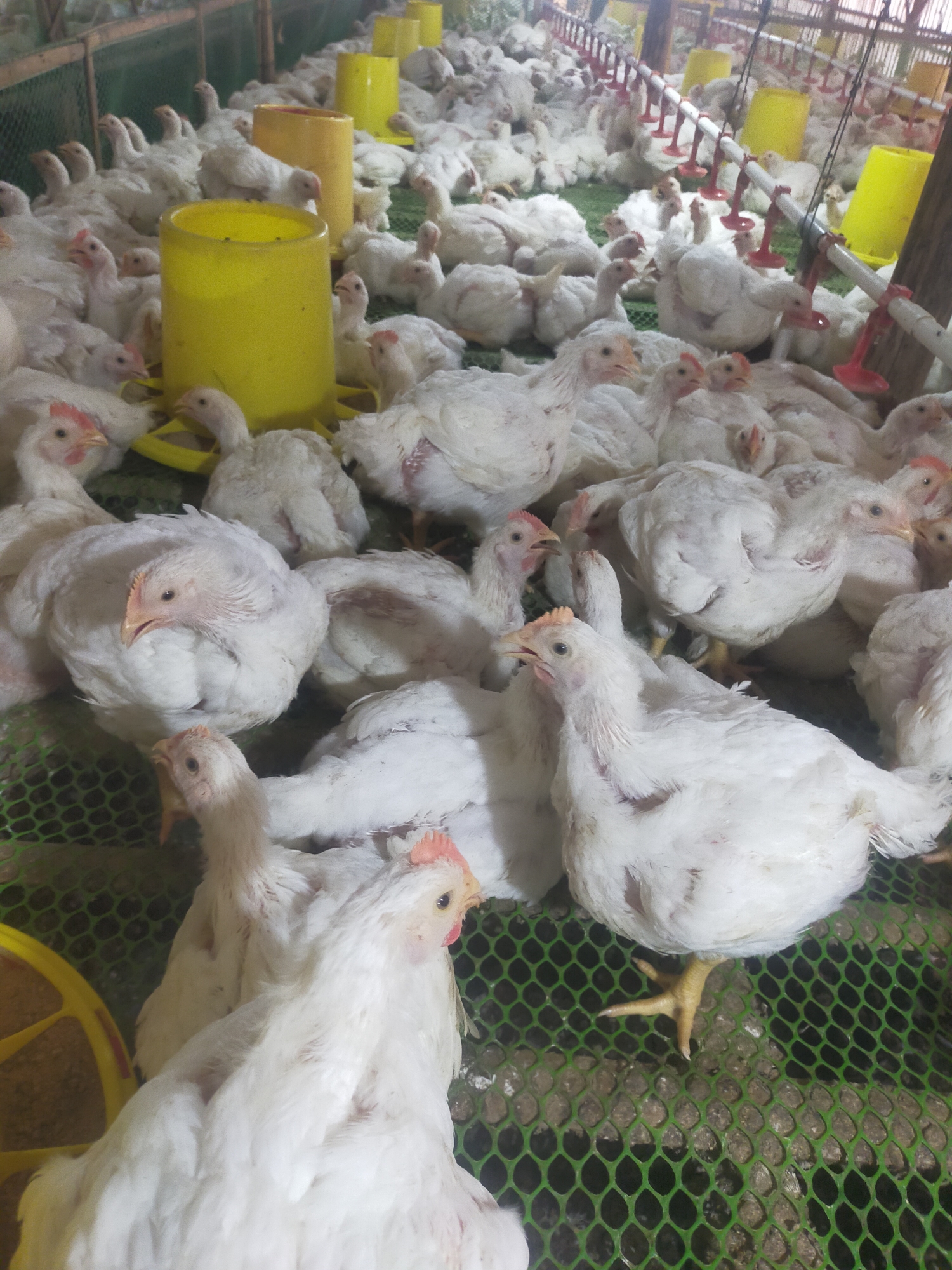 The image shows a dense flock of white broiler chickens inside a farm enclosure. The chickens are of varying sizes, suggesting different stages of growth. They are standing and resting on a green mesh floor, which is laid over a layer of what appears to be bedding or waste material. In the background, there are yellow feeders and some water dispensers, typical of a commercial poultry farm setup. The overall environment appears to be an indoor facility with wooden structures supporting the enclosure. There are no people visible in the image. The scene is consistent with a poultry farm located in Sumingkir, Indonesia, given the context provided.