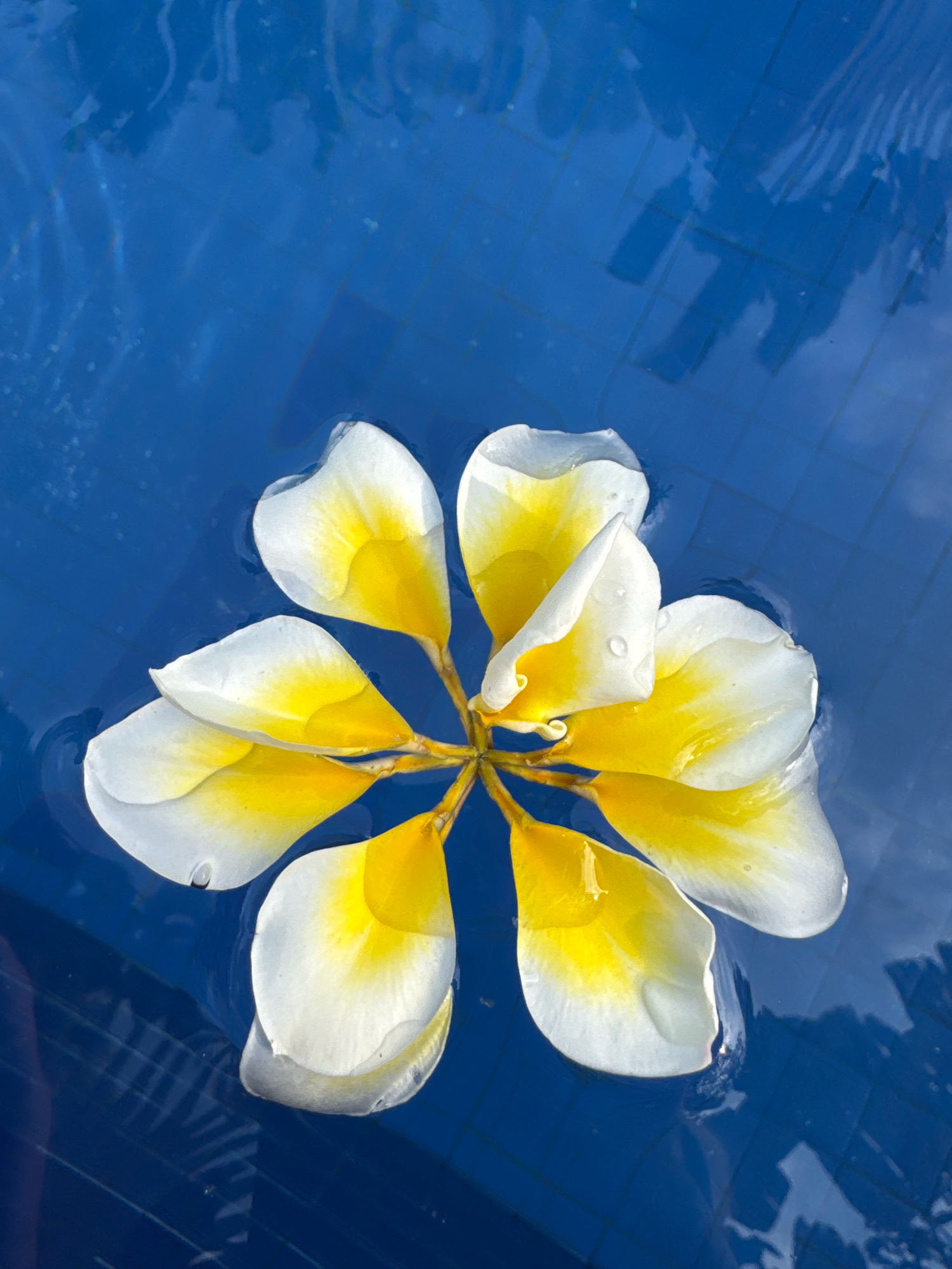 A close-up, overhead shot shows a white and yellow frangipani flower floating on the surface of a vibrant blue swimming pool. The flower's petals are curved and delicate, with small water droplets visible on their surface. The blue water is slightly rippled, and the underwater tiles are discernible, creating a tessellated pattern. Reflections of what appear to be trees and sky are visible on the water's surface, suggesting an outdoor setting. The scene is tranquil and serene, evoking a sense of peace and relaxation. The image is likely captured in Denpasar, Indonesia, known for its tropical climate and abundant frangipani trees, often used in religious offerings and as decorative elements in gardens and pools.
