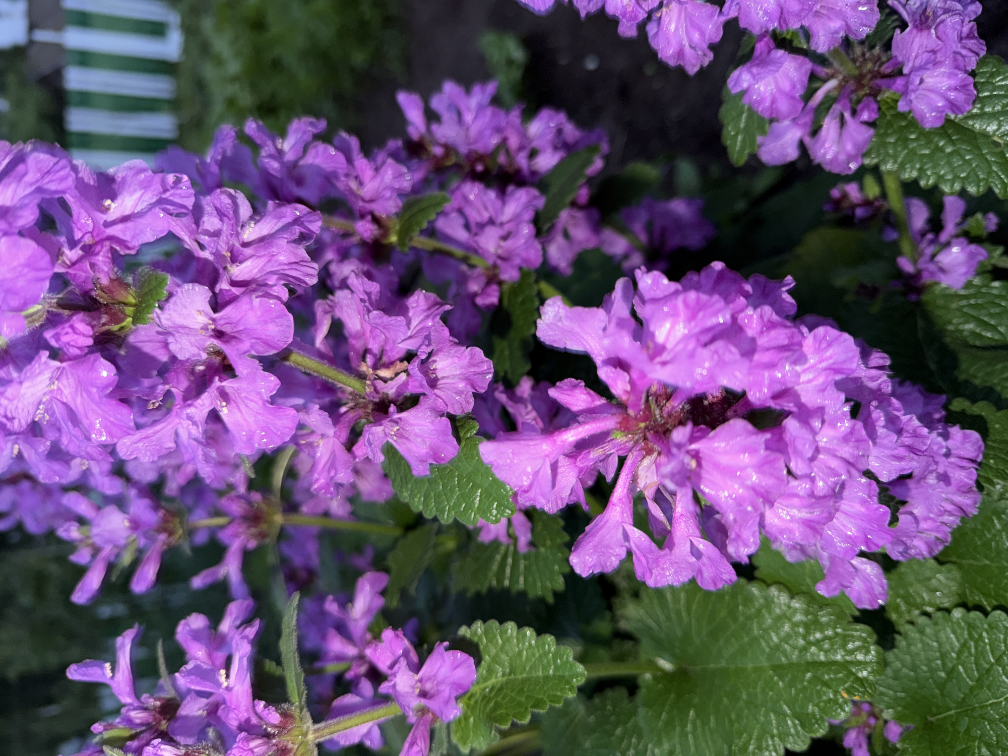 This close-up, low-angle shot captures a cluster of vibrant purple flowers, possibly Ajuga reptans (Bugleweed), with visible water droplets on their petals, suggesting recent rain or dew. The flowers are arranged in dense spikes, with many individual blossoms open and some still in bud. Their petals are delicate and somewhat ruffled, with a lighter hue towards their centers. Interspersed among the flowers are lush, green leaves with serrated edges. The background is softly blurred, showing more foliage and a hint of a striped fence or structure, which is out of focus. The lighting suggests it may be daytime, perhaps overcast or in shade, given the even illumination and absence of harsh shadows. The scene is one of natural beauty, with the focus squarely on the intricate details of the blooming plants. The context provided places this image in Shemodan, Russia, painting a picture of a garden or natural area in that location. No people or text are visible.