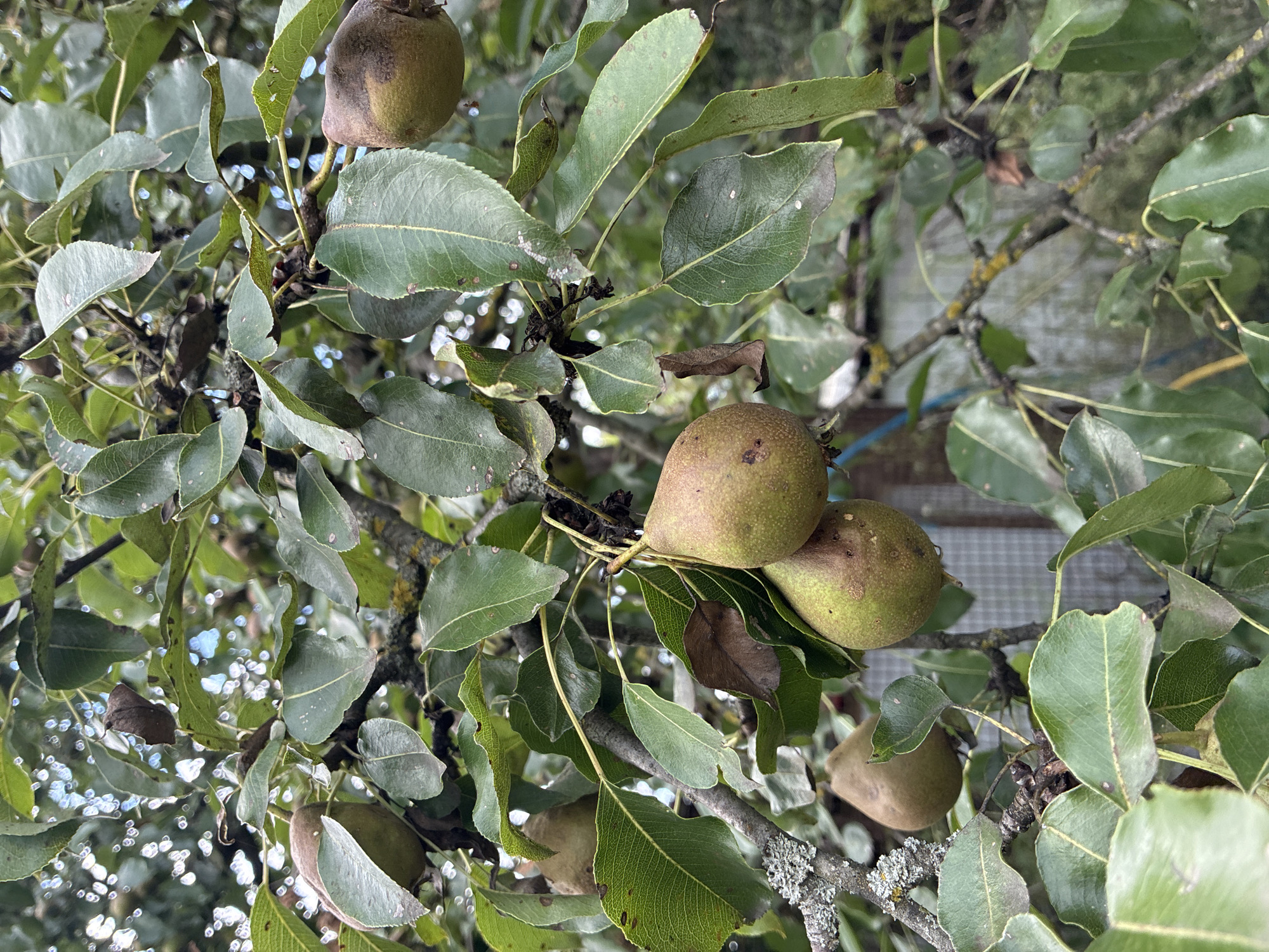 The image shows a close-up of a pear tree with several pears on its branches, set against a backdrop of green leaves and a blurred background that suggests an outdoor setting, possibly a garden or orchard. The pears vary in ripeness, with some appearing green and others showing hints of brown. The branches are bare in places, with visible moss and lichen, indicating the age of the tree. The overall impression is one of natural growth and fruitfulness. The image does not contain any people or any specific identifiable urban features that would allow for a precise location within Chernoyarskaya, Russia.