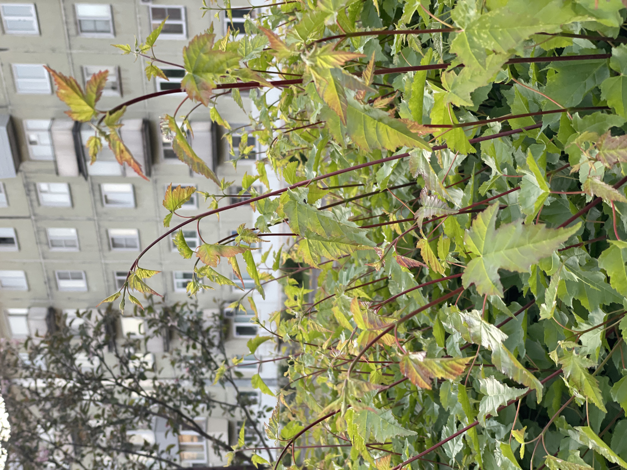 The image, captured in Zheleznogorsk, Russia, presents a close-up view of dense foliage in the foreground against a blurred urban background. The primary subjects are the leaves and branches of a plant, likely a tree or shrub, filling the majority of the frame. The leaves are predominantly green, with many exhibiting reddish-brown tips and lighter green or yellowish patches, suggesting new growth or variegation. Their shapes are distinctly lobed, somewhat resembling maple leaves. These leaves are attached to numerous thin, reddish-brown stems and branches that crisscross throughout the foreground, creating a layered effect.
In the soft-focused background, a large, light-colored, multi-story building is visible. Its facade is characterized by a regular pattern of rectangular windows, which appear to be either recessed or have dark frames. The building's structure suggests an apartment block, typical of urban or suburban residential areas. A portion of another, more distant tree with darker, smaller leaves and branches is visible in the lower-left background, positioned between the foreground foliage and the building.
The scene is illuminated by natural, soft daylight, indicating a daytime setting. There are no discernible human subjects or activities taking place. The overall impression is one of nature coexisting with an urban environment. No visible text is present in the image.