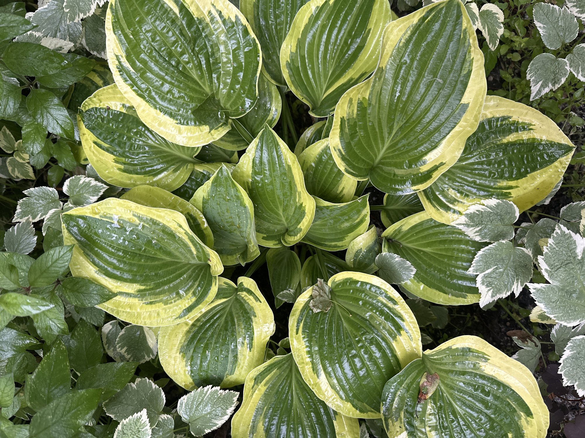 The image is a close-up, overhead view of a cluster of hosta plants in a garden setting. The hosta leaves are large, ovate, and exhibit a variegation of deep green in the center with a bright yellow margin. Many of the leaves have water droplets on their surfaces, indicating recent rain or watering. Interspersed with the hostas are smaller, paler green leaves with white edges, possibly a ground cover plant. The background consists of dark soil and some fallen leaves. There are no people or discernible actions taking place. The scene appears to be an outdoor garden, possibly in a residential area.
This image does not provide enough information to determine its specific location in the city of Khimki, Russia.