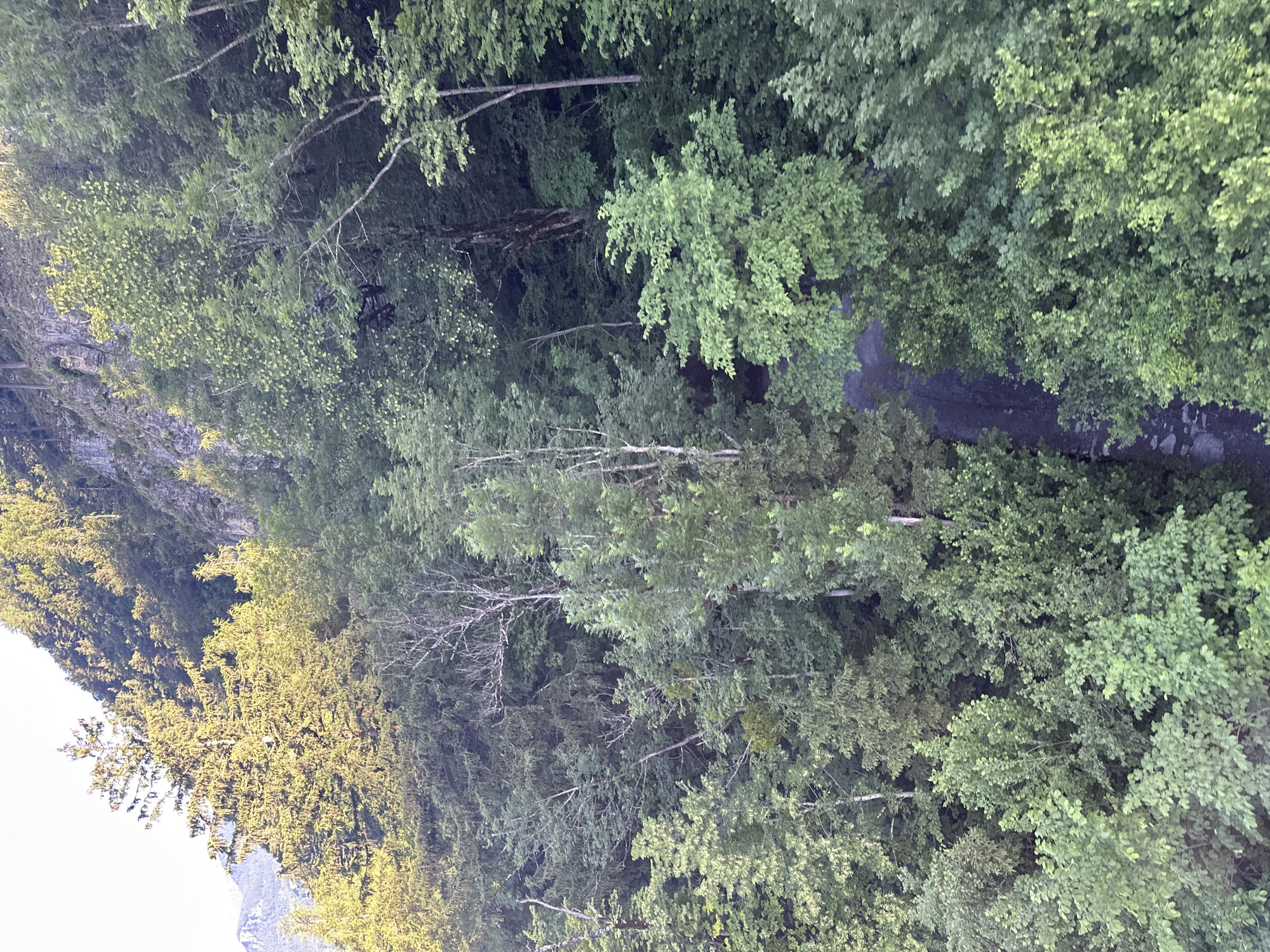 The image shows a steep, densely forested mountainside in Hüsen, Switzerland. Sunlight illuminates the upper portions of the trees, creating a dappled effect. A narrow, dark path or road can be seen winding its way through the trees in the middle ground. The vegetation consists primarily of deciduous trees and some coniferous trees, with various shades of green foliage. The terrain is rugged, with rocky outcrops visible in the upper right section of the image. No people or animals are visible in the scene. The overall impression is one of a natural, untamed landscape.
