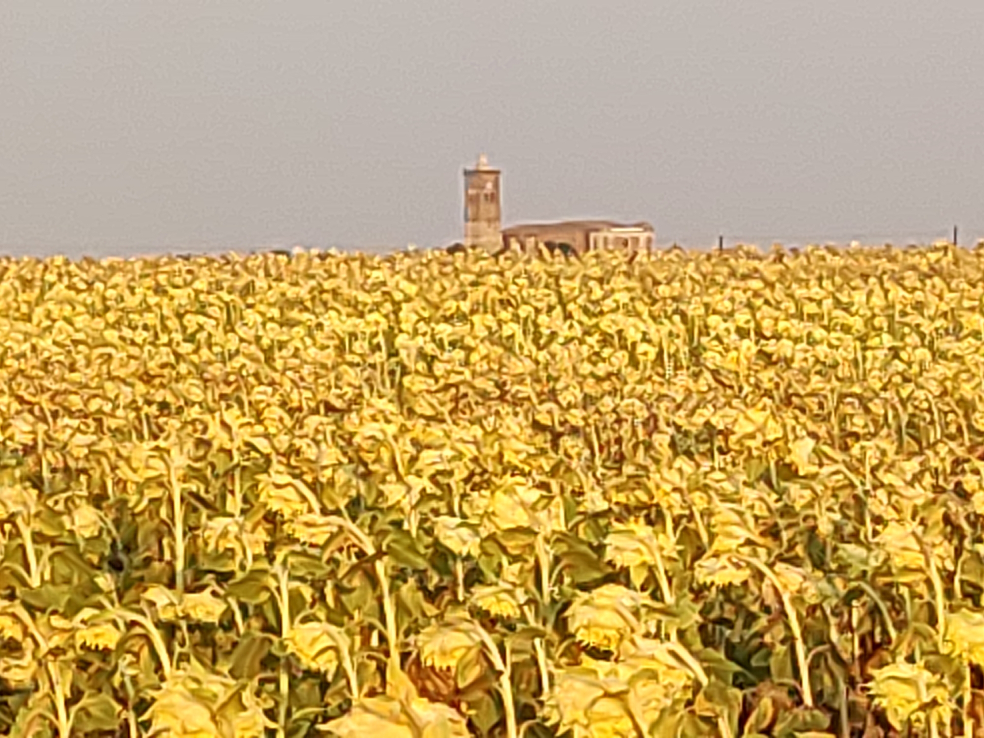 An expansive field of sunflowers in Autillo de Campos, Spain, stretches towards a horizon dominated by a faded, brick structure with a tall, slender tower. The sunflowers, in various stages of bloom and wilting, create a sea of yellow and green, with many facing downwards. The sky above is a muted, hazy gray. The overall impression is one of a vast, sun-drenched landscape, with the architectural element in the distance offering a solitary point of interest against the natural expanse.