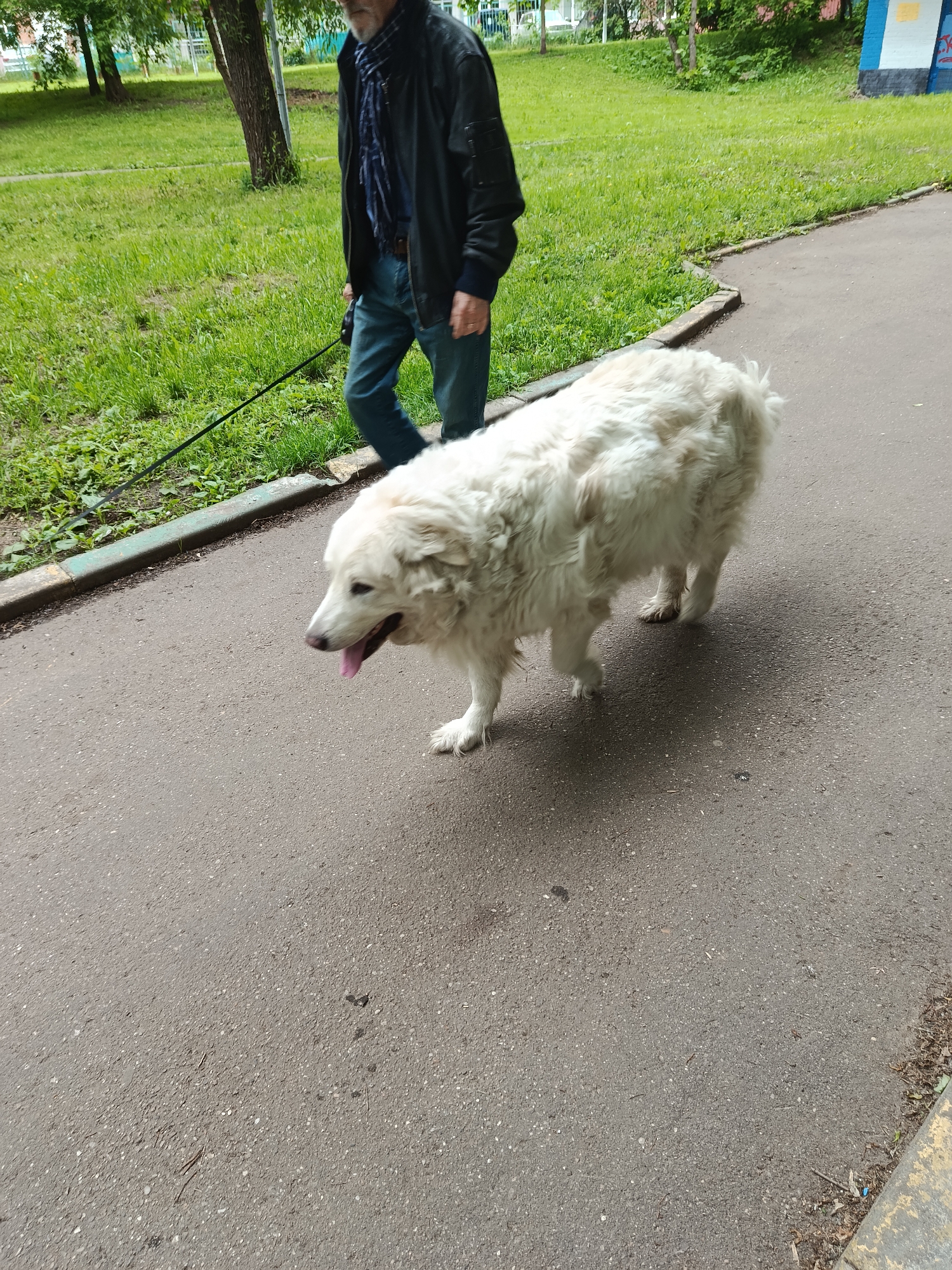 An outdoor photograph depicts an older man walking a large, fluffy white dog on a paved path. The man, partially visible, wears a dark jacket, blue jeans, and a blue and white patterned scarf, with a beard visible on his face. He holds a black leash connected to the dog.
The dog, a cream-colored, long-haired breed, walks with its tongue extended, suggesting warmth or recent activity. The paved path, made of asphalt, stretches across the foreground and midground. To the left, a green-painted curb separates the path from a vibrant grassy area dotted with trees and lush green foliage, indicating a spring or summer setting.
The scene is illuminated by natural daylight, likely under an overcast sky or dappled sunlight filtered through trees. In the background, more trees and indistinct structural outlines can be seen, along with a blue and grey painted element. This urban park or residential sidewalk setting is consistent with a location in Moscow, Russia. No visible text is present in the image.