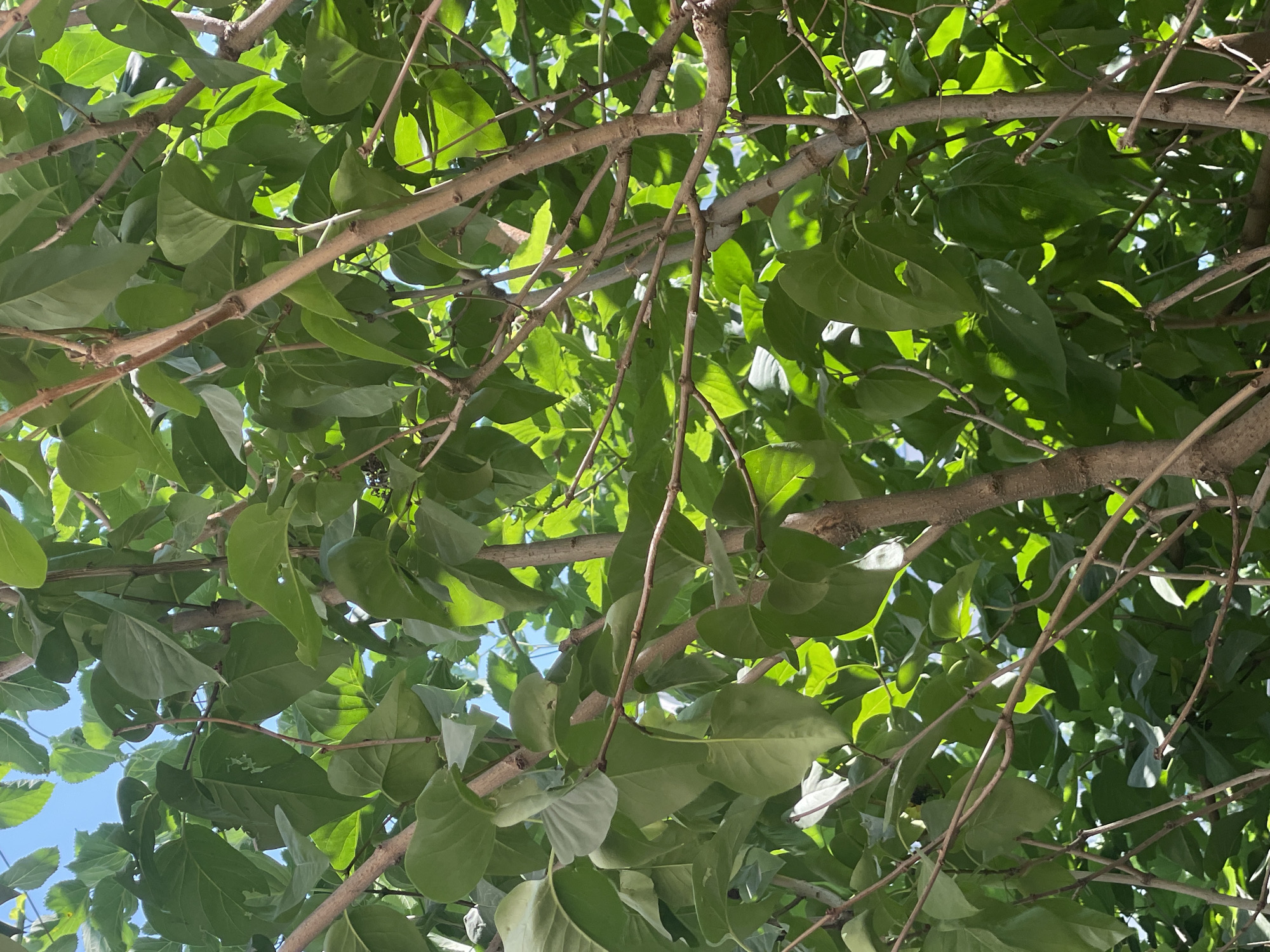 This image is a close-up, low-angle shot looking up into the branches and leaves of a tree, likely in the city of Cahul, Moldova. The leaves are a vibrant green and are densely packed, obscuring much of the sky, which appears bright blue. Sunlight filters through the leaves, creating dappled light and shadows. Several thin, brown branches crisscross the frame, supporting the foliage. No people or animals are visible in the image. The scene depicts a natural, outdoor environment, consistent with a park or residential area within a city.