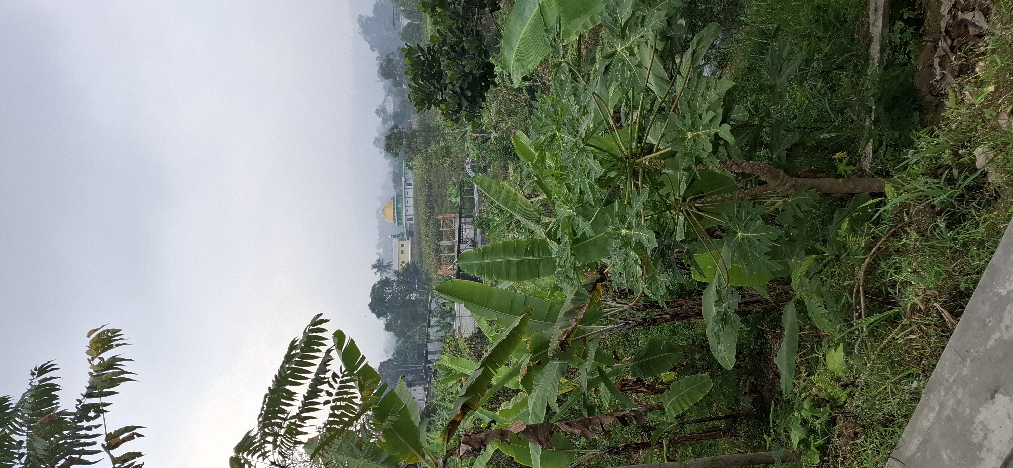The image depicts a lush, green landscape with a mosque in the background, likely located in Puntukrejo, Indonesia. In the foreground, large banana leaves and a papaya tree dominate the view, suggesting a tropical or subtropical environment. The mosque, with its distinctive green dome and yellow accents, sits on a slightly elevated hill, partially obscured by mist or fog, indicating it might be early morning or a cloudy day. The surrounding area appears to be rural, with evidence of cultivated land, possibly cornfields, and other vegetation. The sky is overcast, contributing to the hazy atmosphere. There are no people visible in the image. The scene conveys a sense of tranquility and the natural beauty of the Indonesian countryside.