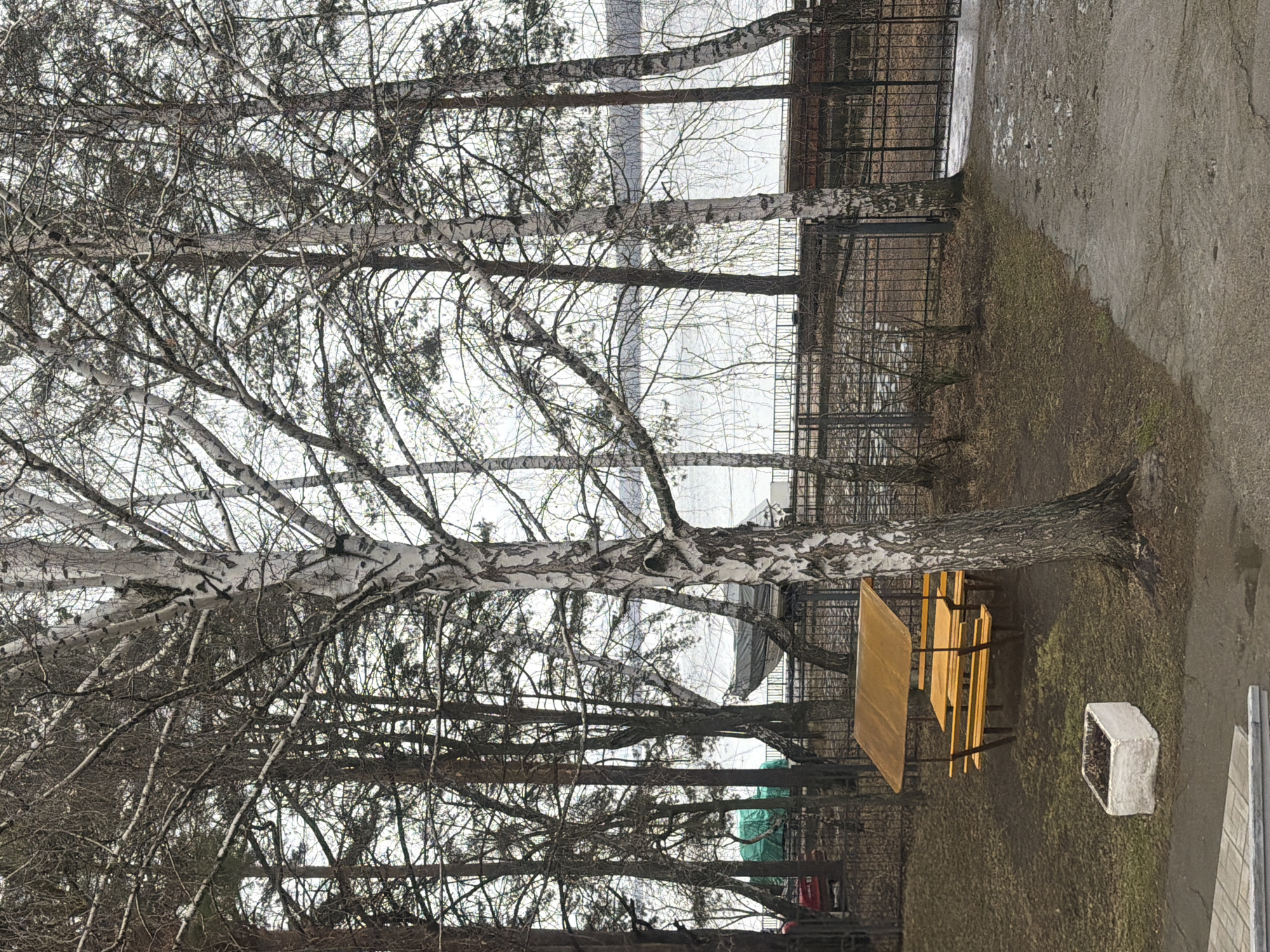 The image depicts an outdoor scene with a yellow picnic table and benches situated beneath a grove of bare trees. The trees are predominantly birch, recognizable by their white bark with black markings. Behind the trees is a body of water, possibly a lake or river, partially obscured by the branches. A fence is visible behind the picnic table. The ground is covered with brown grass and leaf litter, and there is a small, square planter beside the table. The scene appears to be located in a park or recreation area within the city of Chaikovsky, Russia.