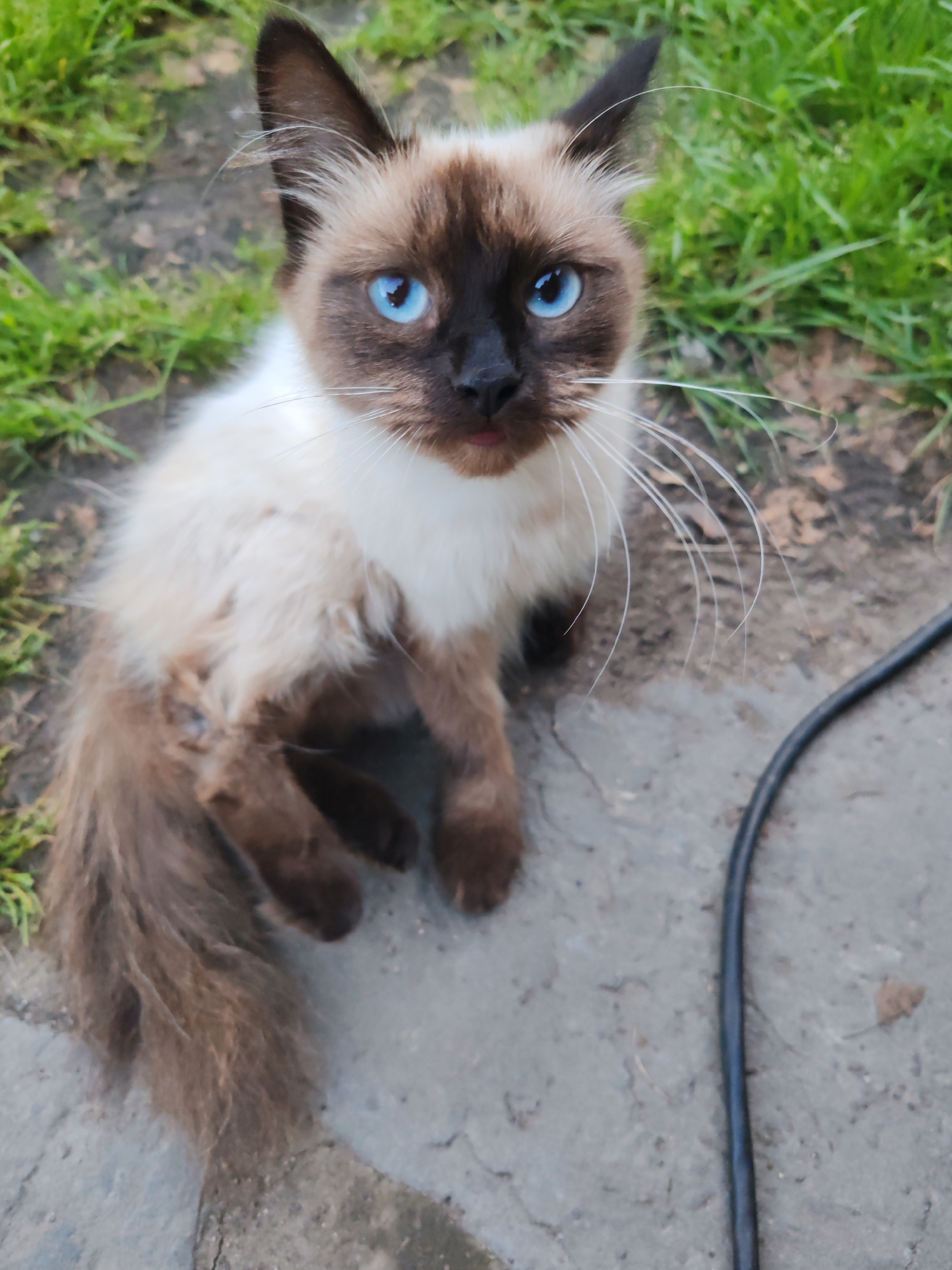 A fluffy Balinese cat with striking blue eyes sits on a concrete surface outdoors. The cat has brown markings on its face and ears, with a lighter cream-colored body and tail. Green grass and dirt are visible in the background. A black cable runs diagonally across the lower right portion of the frame. The scene appears to be in a residential area in the village of Kashino, Russia, possibly a backyard or garden.