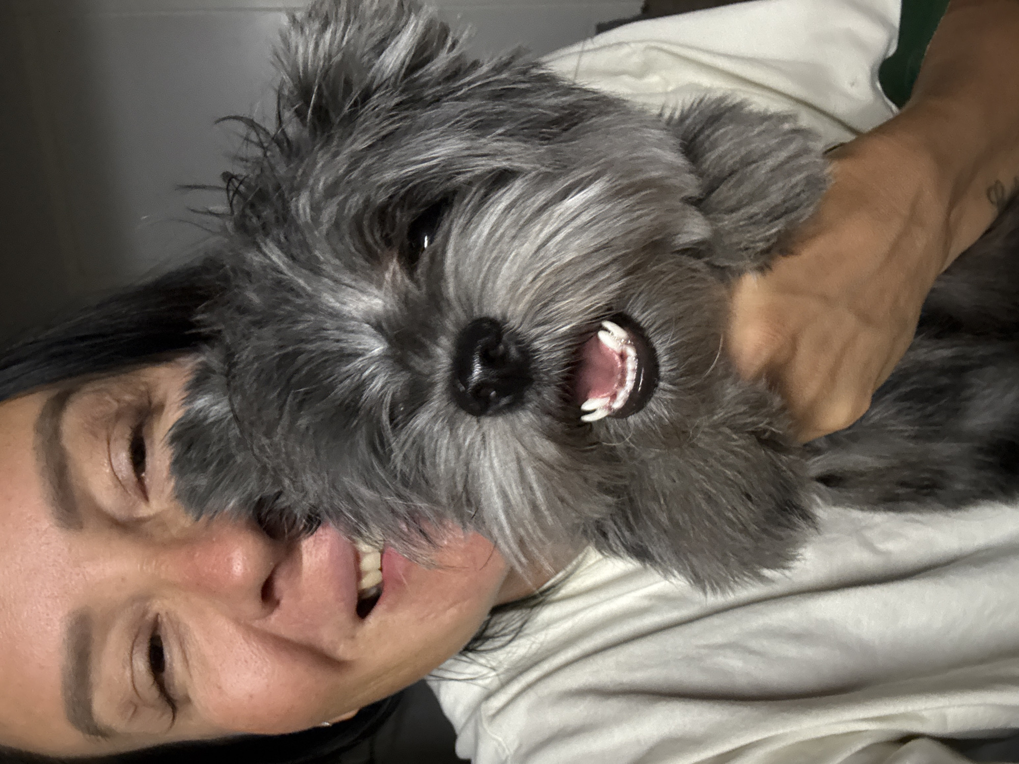 A woman is holding a gray, terrier-type dog up close to her face. The dog has an open mouth, showing its teeth. The woman and dog are indoors, presumably in a domestic setting, against a neutral-toned wall or surface. It is not possible to determine the location in the city of Chaikovsky, Russia, based solely on this image.