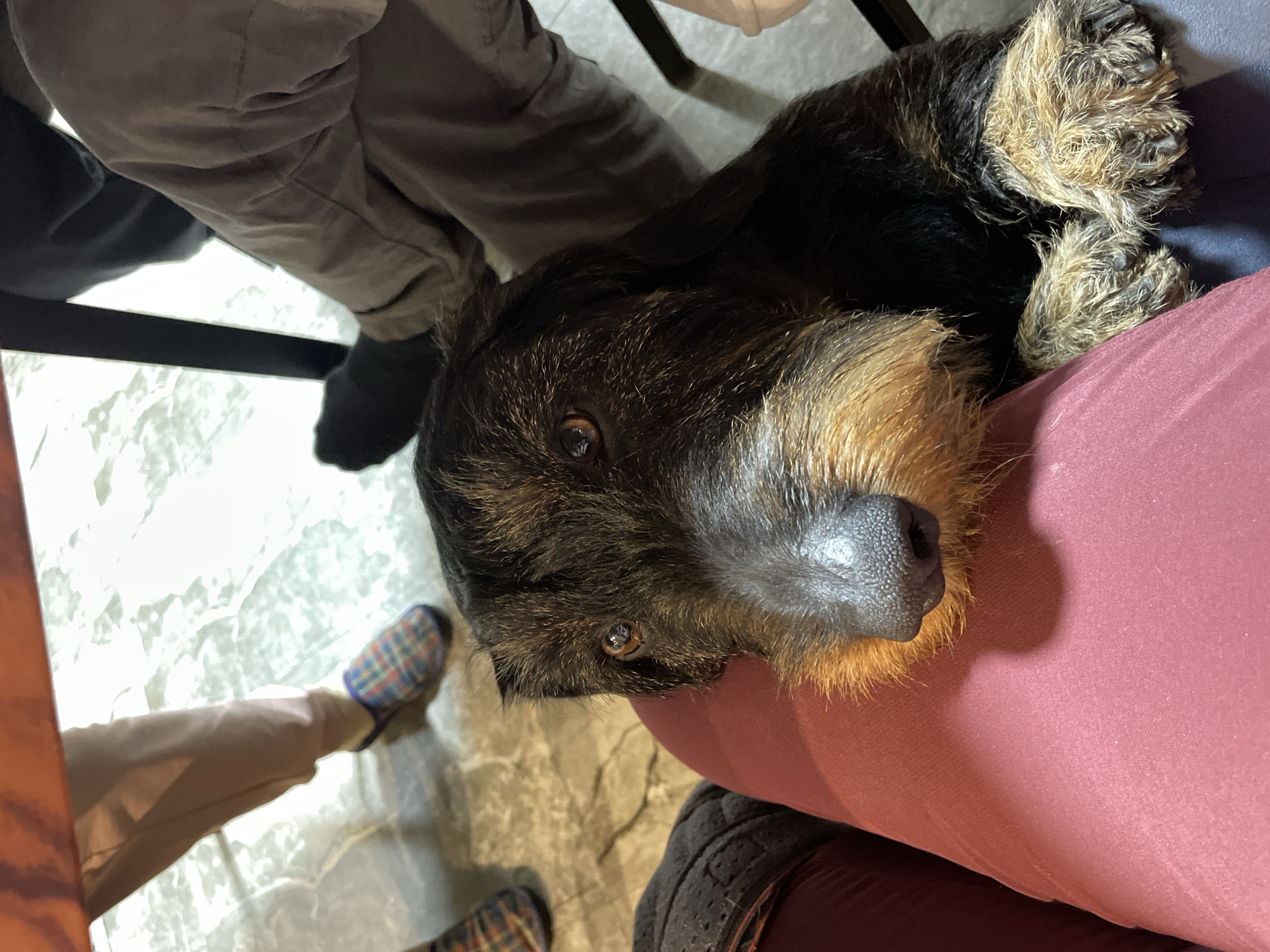 A close-up, slightly tilted, indoor shot features a dog lying on a person's lap. The dog, predominantly black and tan, has a textured coat. The dog's head is prominent, with its nose, eyes, and beard-like fur on full display. The dog's front paws are curled up near its head. A person's legs and feet surround the dog. One person wears grey trousers and black socks. Another person wears beige trousers and a plaid slipper. The person upon whom the dog rests wears maroon trousers. The floor is visible in the background and appears to be tiled. There is no indication that the image was taken in Solov'evka, Russia.