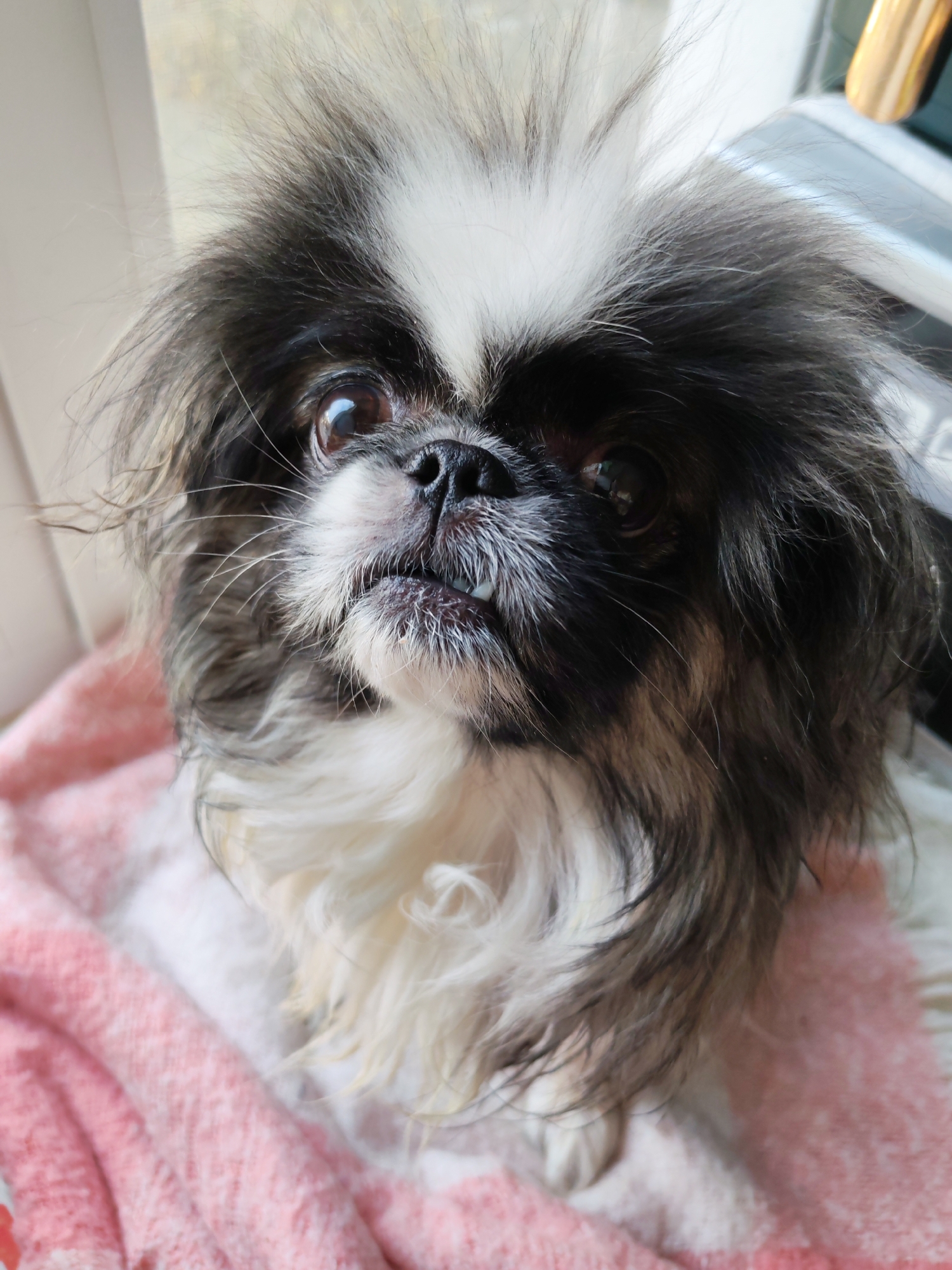 A close-up, eye-level indoor shot features a small dog with prominent black and white fur, possibly a Shih Tzu or Pekingese, sitting on a soft pink blanket. The dog's fur is shaggy and somewhat disheveled, with black patches around its eyes and ears, and a distinct white blaze on its forehead. Its large, dark eyes are looking slightly upwards and to the right, conveying an alert and curious expression. The dog's mouth is slightly open, revealing a glimpse of its teeth and whiskers around its snout.
The dog is positioned in front of a window or a brightly lit, light-colored background, indicating it is daytime. Natural light illuminates the dog's face, highlighting the texture of its fur. The pink blanket, with a textured weave, covers the surface beneath the dog. The focus is sharp on the dog's face, with the background softly blurred. No text is visible in the image. The overall scene suggests a quiet, comfortable indoor setting.