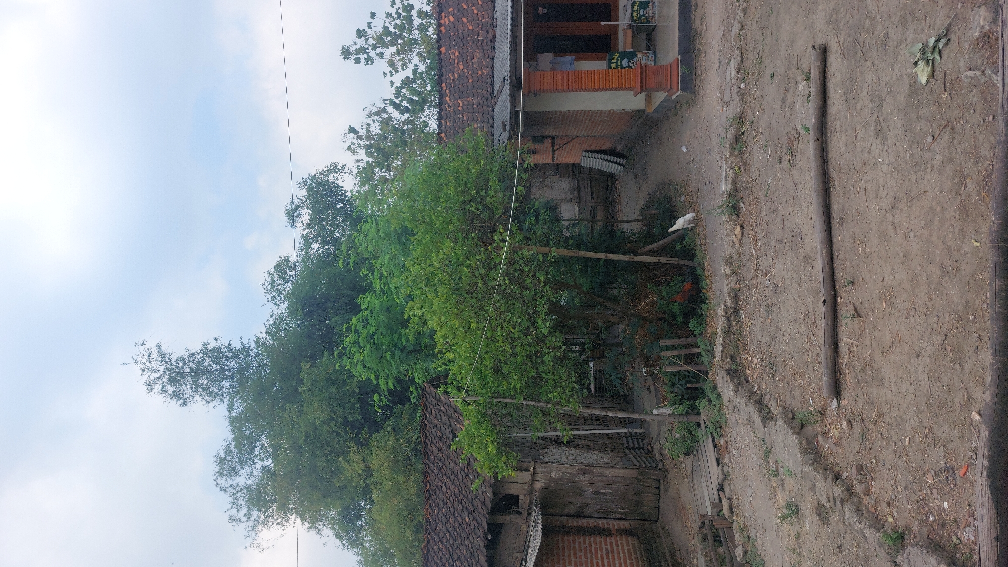 The image depicts a rural scene in Jatirogo, Indonesia. In the foreground, a dirt path is visible, with a large wooden log lying horizontally across it. To the left, a rustic wooden structure with a tiled roof stands, adjacent to a brick wall. A leafy green tree is situated in the center of the frame, with a white chicken foraging near its base. In the background, more vegetation and buildings with tiled roofs are present, along with power lines overhead. The sky is overcast with clouds. The overall impression is one of a simple, possibly agricultural, dwelling in a rural Indonesian setting.