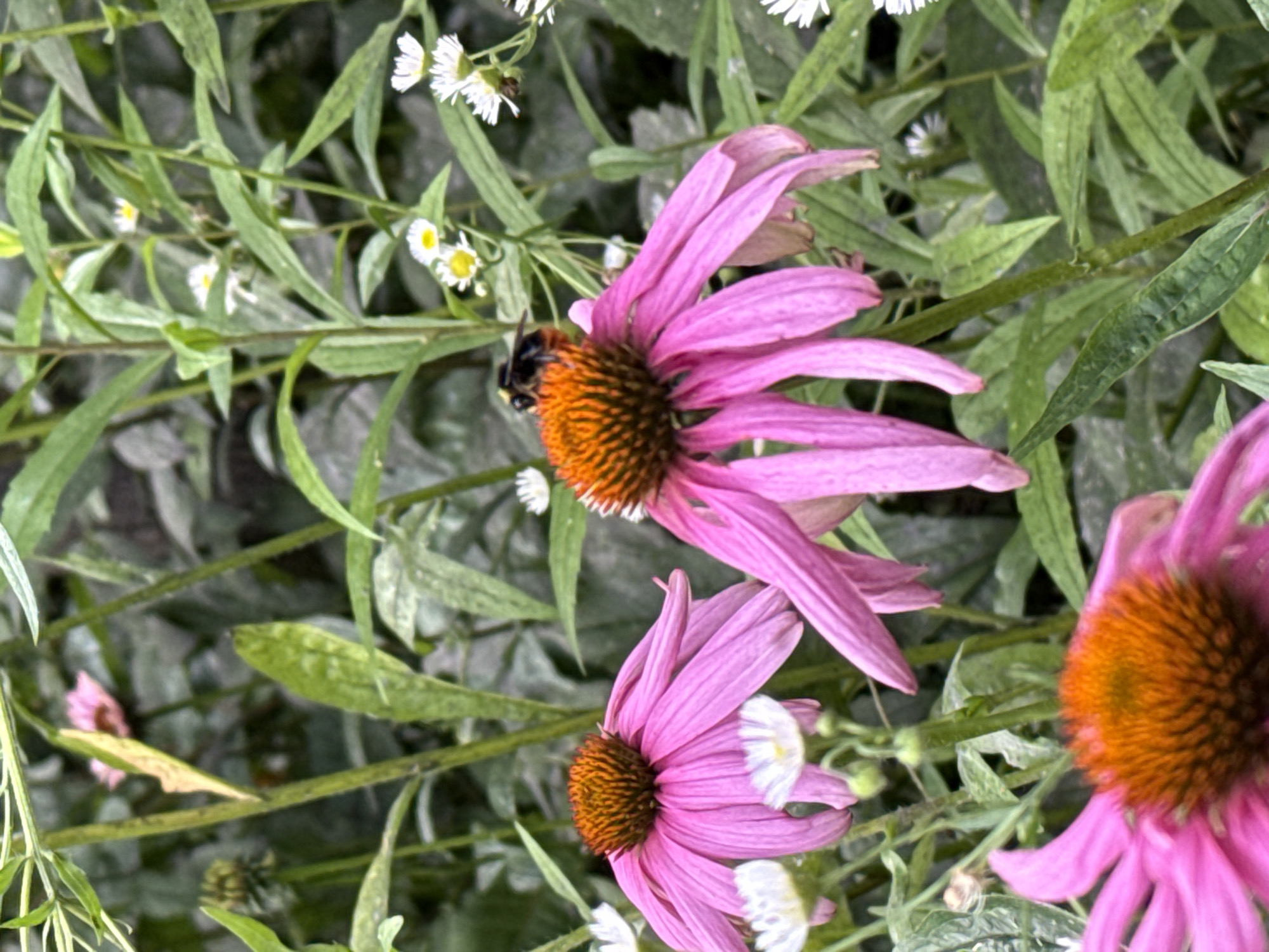 A close-up, eye-level shot captures a garden scene with pink coneflowers and a bee. In the foreground, the bright pink petals of two coneflowers are prominent, each with a spiky, orange-brown center. One coneflower, on the left, is slightly out of focus, while the other, on the right, is sharper, with its petals gracefully drooping. A bumblebee, with black and yellow stripes, is perched on the center of the coneflower on the right, appearing to collect nectar.
Behind the coneflowers, a dense arrangement of green foliage and stems creates a natural backdrop. Scattered amongst the leaves are small, white flowers with yellow centers, possibly asters or daisies, adding delicate accents to the composition. The overall lighting suggests a bright, overcast day. The image is framed from a low angle, emphasizing the flowers and the bee. The location of this garden is not specified in the provided context, and therefore cannot be determined to be in Moscow, Russia.