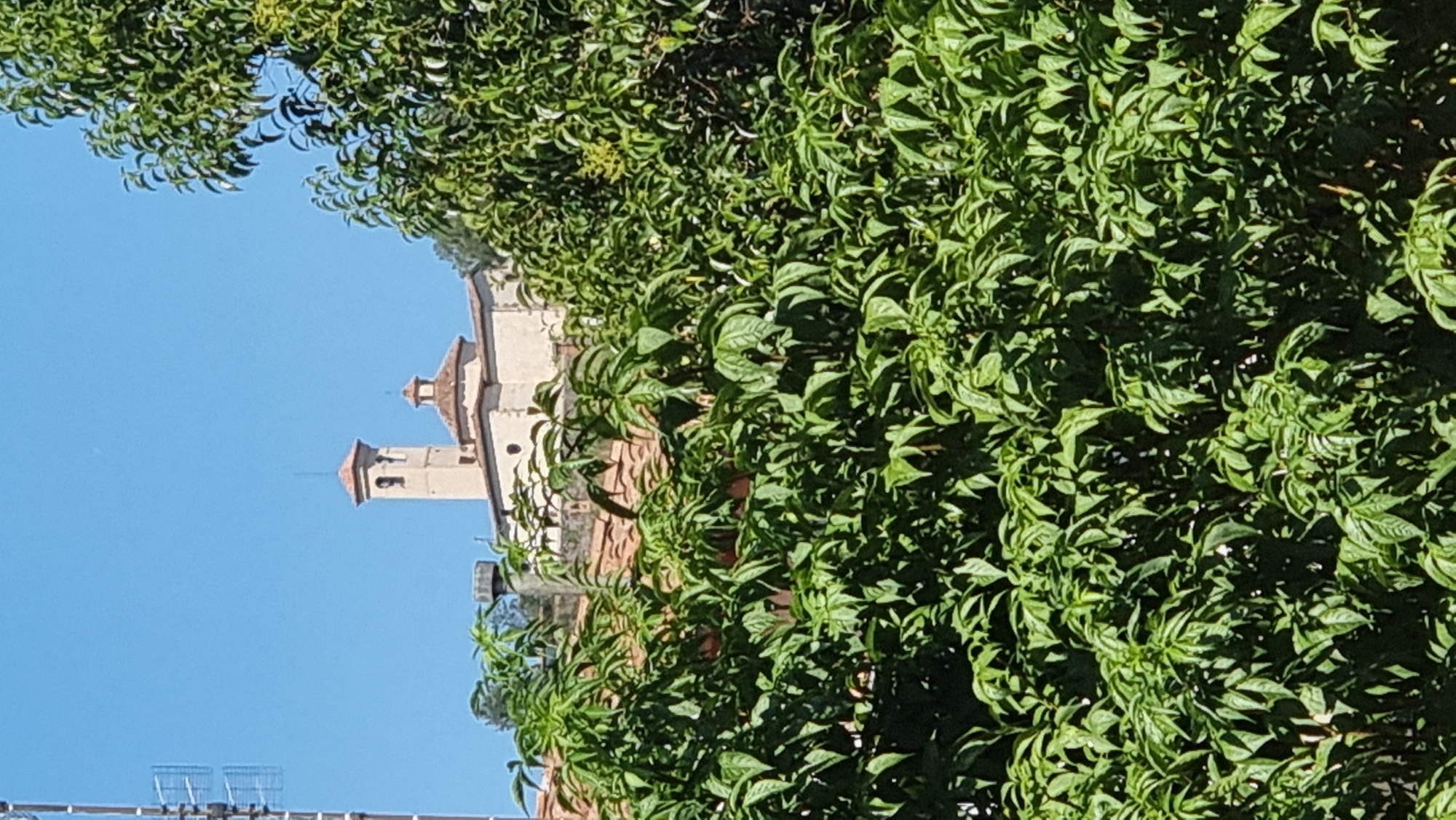 The image shows a view of the church of Sant Esteve in Olot, Spain, seen through lush green foliage. The church has a bell tower with an arched opening and a red-tiled roof. A dome is also visible. A tall antenna structure is present to the left of the church. The sky is clear and blue. The foreground is dominated by dense green leaves and branches, obscuring the lower parts of the church and surrounding buildings.