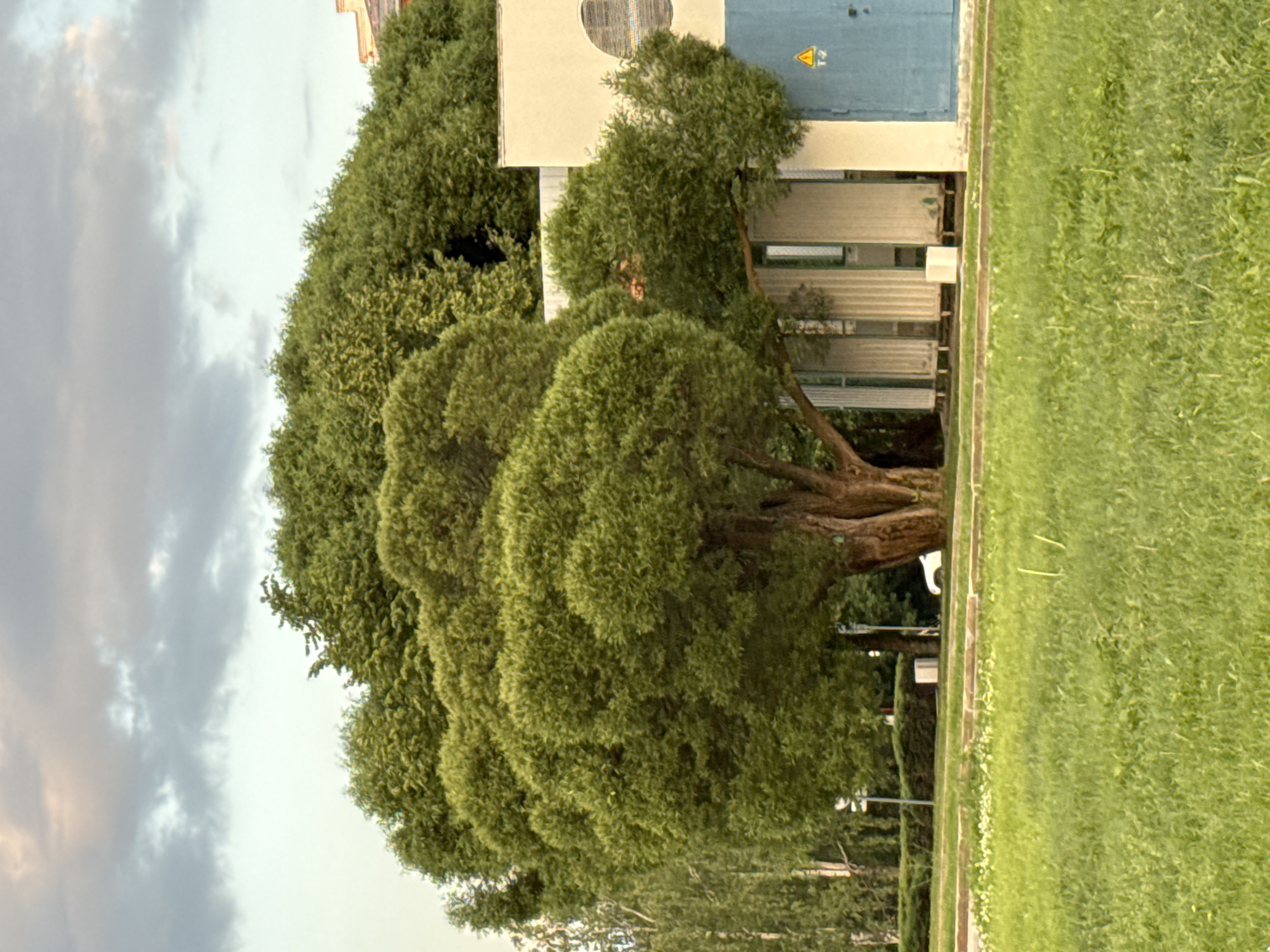 The image depicts a large, lush green tree in the foreground, its branches forming a dense canopy. Behind the tree, a building complex is visible. The building on the right is cream-colored with a large blue door. A yellow triangular warning sign with the text "T-2" is affixed to the blue door. To the left of the blue door are several sections of the building with vertical corrugated panels and windows. The sky above is overcast with clouds, tinged with a soft light. The ground in front of the building and tree is covered in green grass. This scene appears to be located in the city of Izhevsk, Russia.