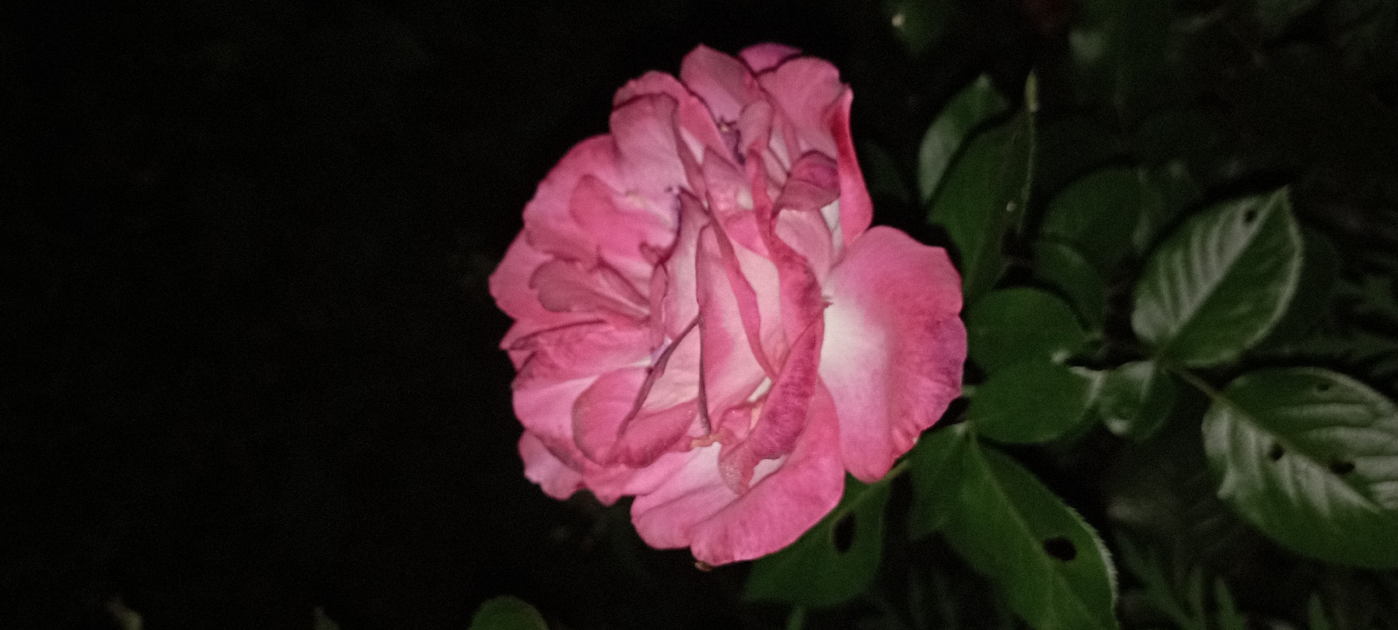 A close-up, low-light photograph features a single pink rose in full bloom. The rose is positioned centrally in the frame, with its petals unfurling in layers. The edges of the petals are a deeper shade of pink, fading to a lighter pink and white towards the center. Shadows are cast across the petals, emphasizing their texture and delicate curves. Below the rose, several dark green leaves are visible. The background is completely dark, suggesting the photograph was taken at night or in a dimly lit environment. There are no people or explicit actions depicted in the image. The location in Radisne, Ukraine is not discernible from the visual information provided in the photograph.