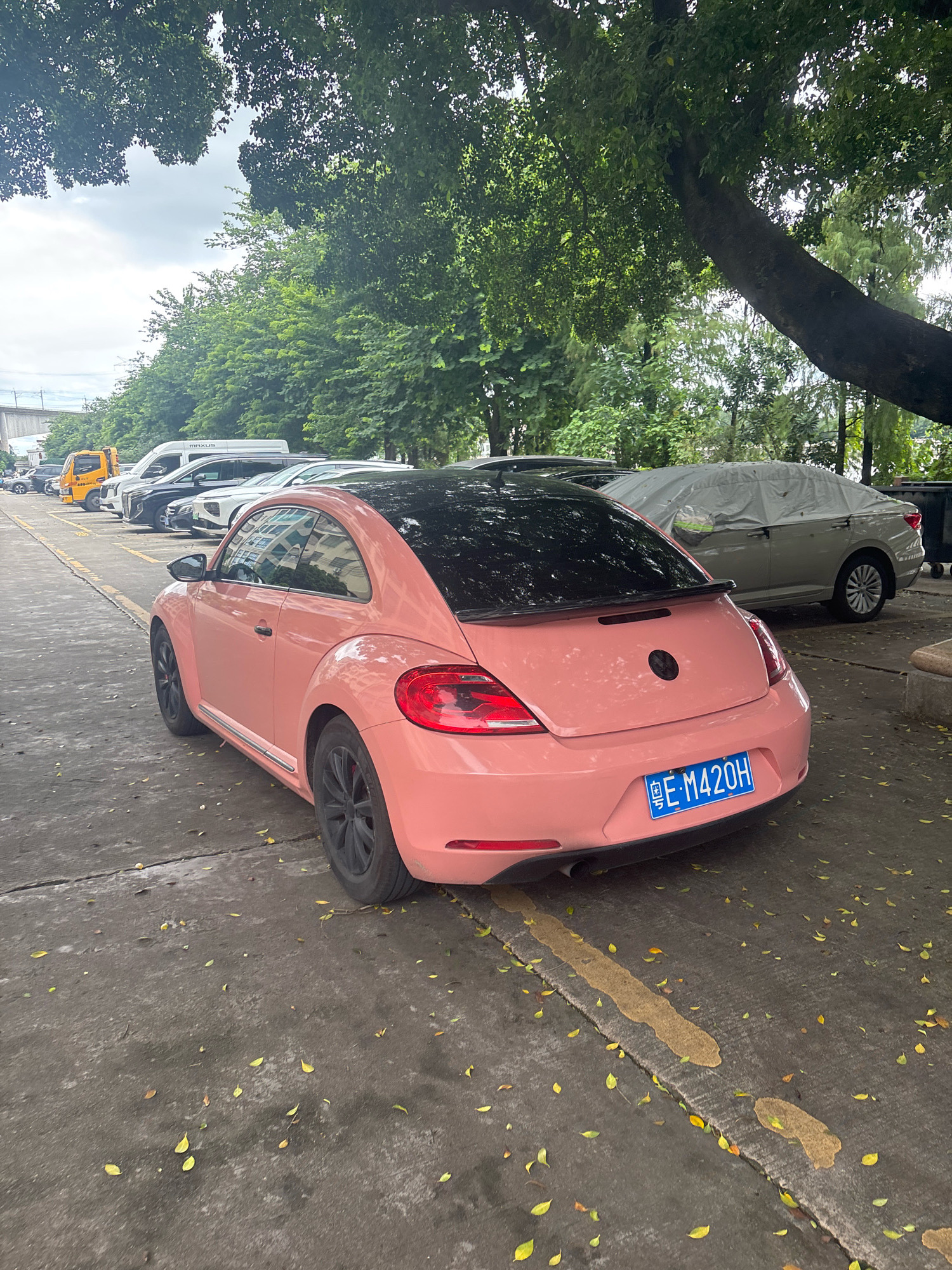 In the city of Nanhai District, China, a pink Volkswagen Beetle with a black roof is parked on an asphalt surface. The car has a black spoiler and black rims. Its license plate reads "E-M420H". Behind the Beetle, a beige sedan is parked, partially covered by a grey tarp. Further in the background, a row of other vehicles, including a white van and a yellow truck, are visible. The scene is set under the canopy of a large tree with green leaves, and fallen yellow leaves are scattered on the ground. The sky is overcast.