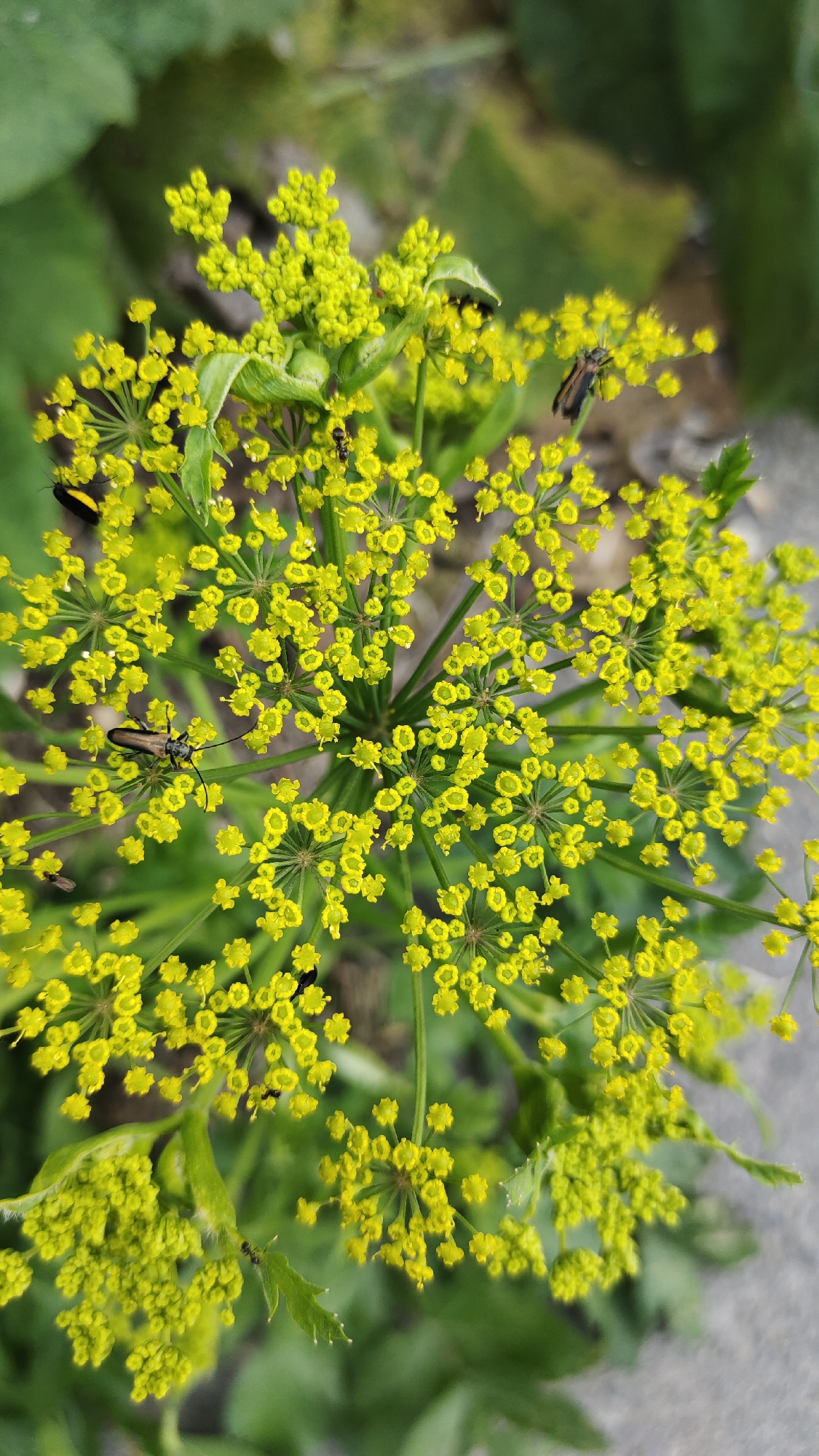 An overhead shot captures a cluster of tiny yellow flowers, typical of a flowering herb, with several insects on and around them. One insect, appearing dark with yellow markings on its abdomen, is positioned on the left side of the frame, while a longer, brown insect with prominent antennae is situated towards the center. Another small, dark insect is visible near the top center. The flowers are arranged in umbels, with many individual florets forming umbrella-like structures. The background consists of blurred green foliage and a gray, speckled surface, likely a path or ground. The overall scene suggests an outdoor, natural environment.