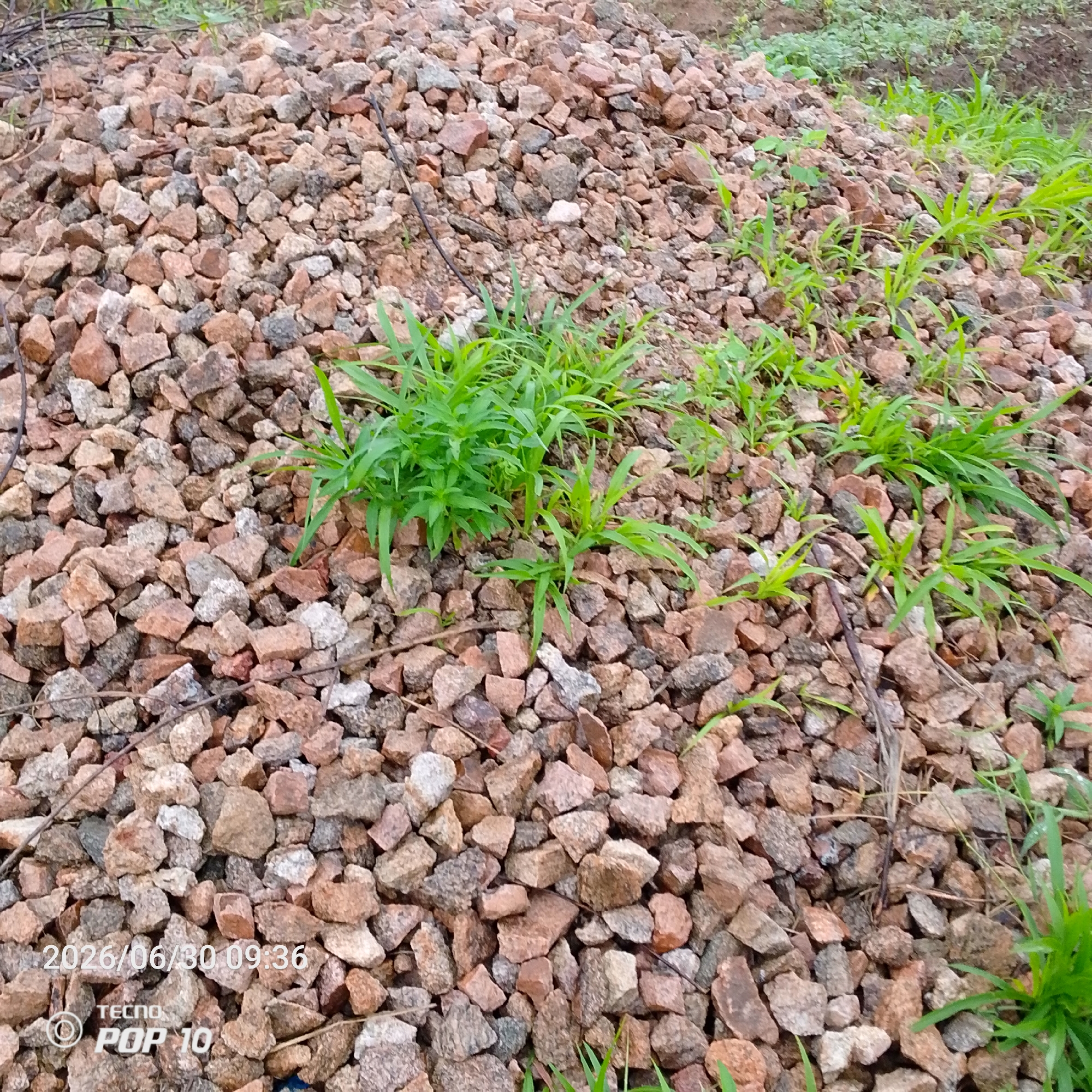 The image shows a pile of small, angular, multi-colored gravel, predominantly reddish-brown and gray, with a scattering of green grass growing amongst and on top of the stones. In the bottom left corner, there is a timestamp and phone model overlay, reading "2026/06/30 09:36 TECNO POP 10". The background consists of more gravel and out-of-focus greenery, suggesting an outdoor environment. The scene is a close-up, ground-level view of this gravel pile. The image is taken in Jalingo, Nigeria.
