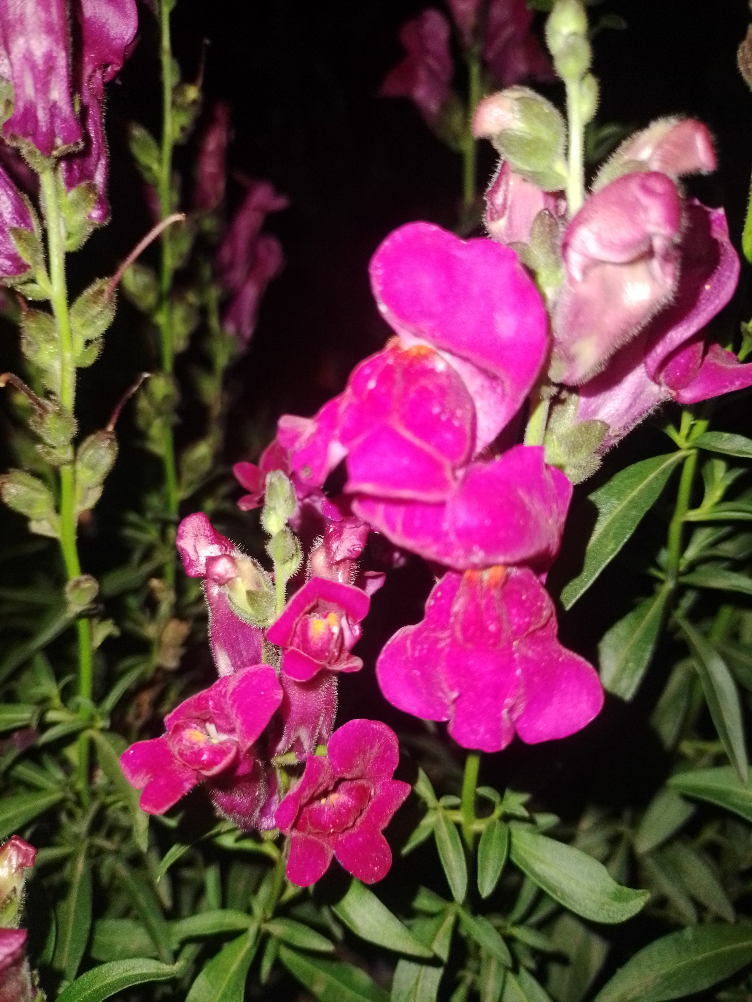 The image depicts a close-up of several vibrant pink snapdragon flowers blooming against a dark background. The flowers are detailed, showing their unique mouth-like shape and fuzzy texture. The green stems and leaves are visible, adding contrast to the bright blossoms. The lighting suggests the photograph was taken at night or in low-light conditions. There are no people or animals present in the image. The setting is a garden in the village of Ustyvytsia, Ukraine.